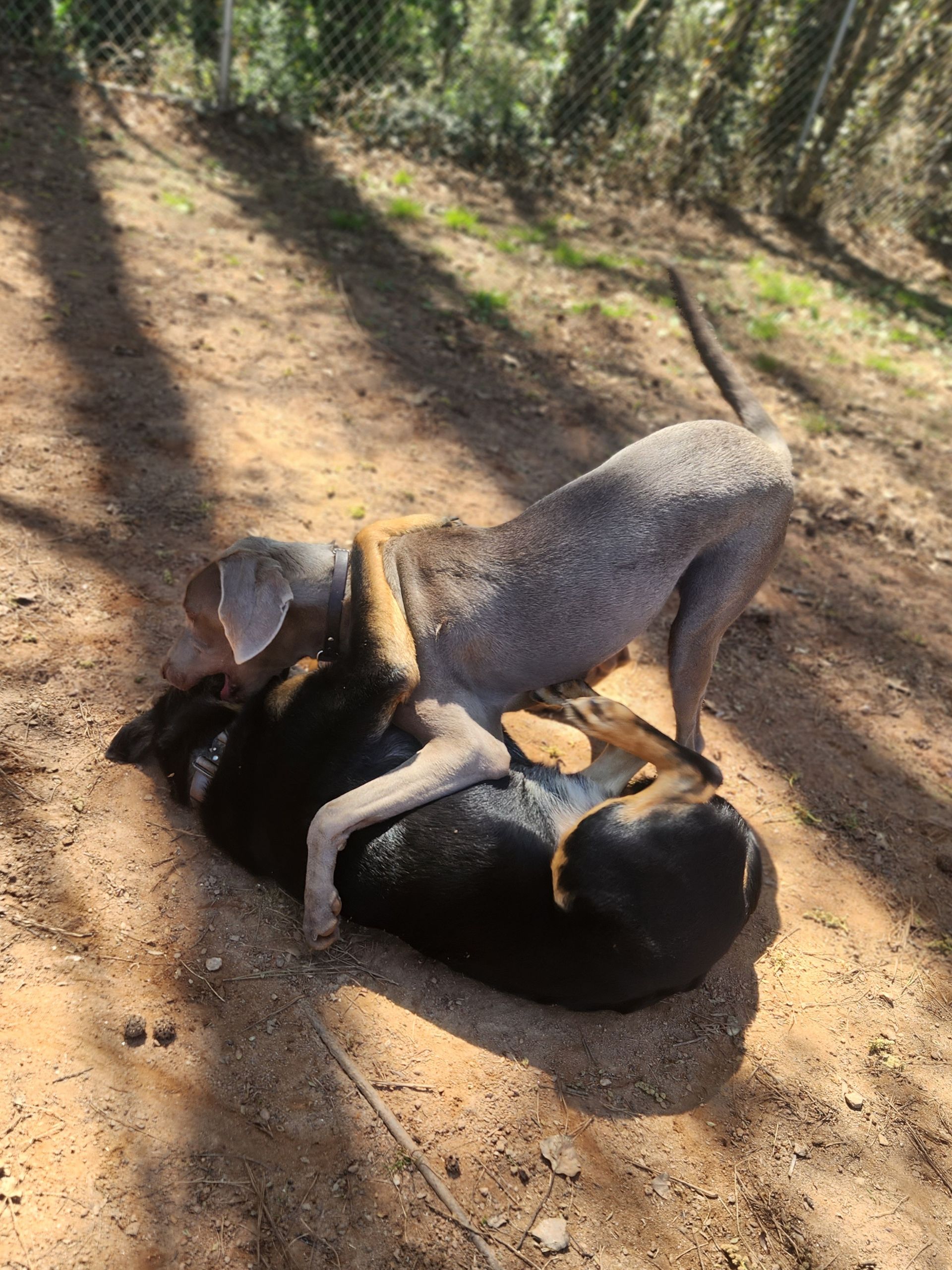 Two dogs wrestling on a dirt trail in the woods, one gray and one black