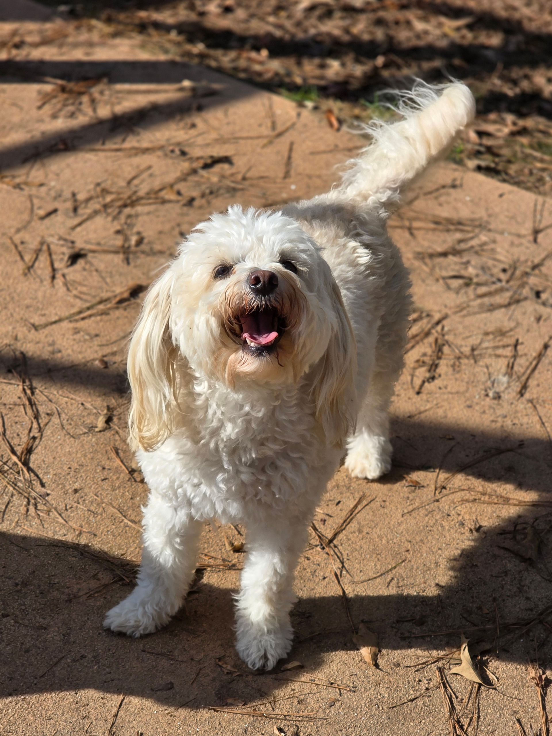 Small white shaggy dog standing on sandy ground, looking up with mouth open and tail raised