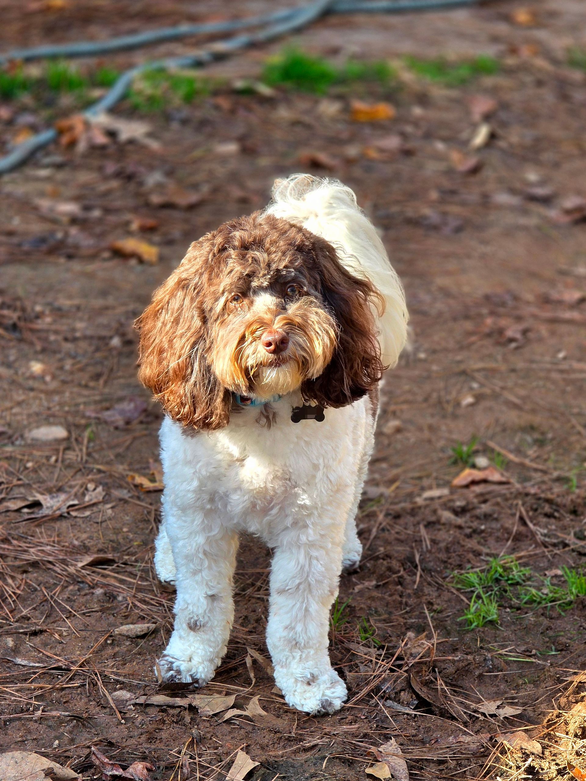 Brown-and-white dog standing on dirt outdoors, looking at the camera