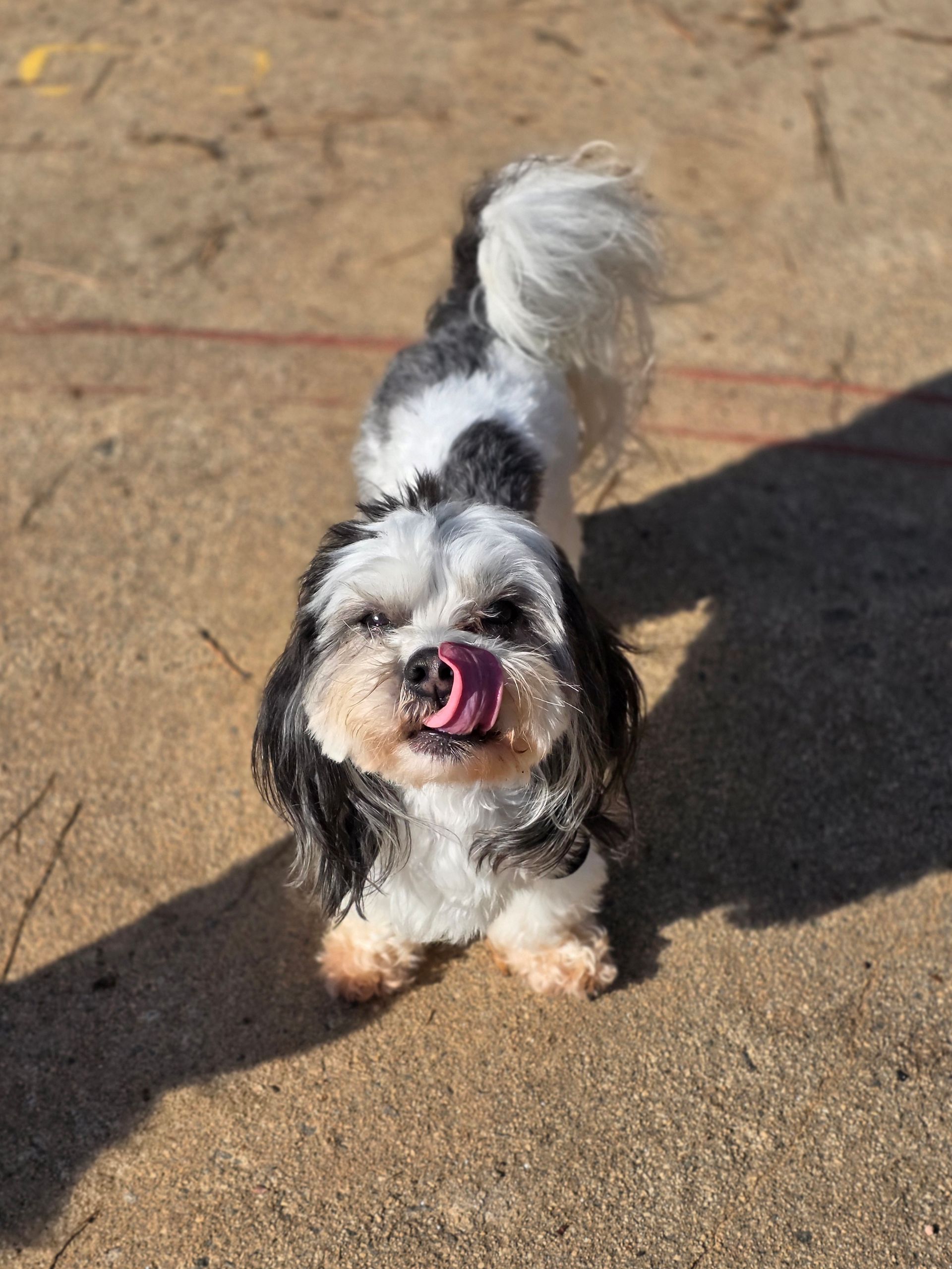Small black-and-white fluffy dog standing on sandy ground with tongue out and tail curled up