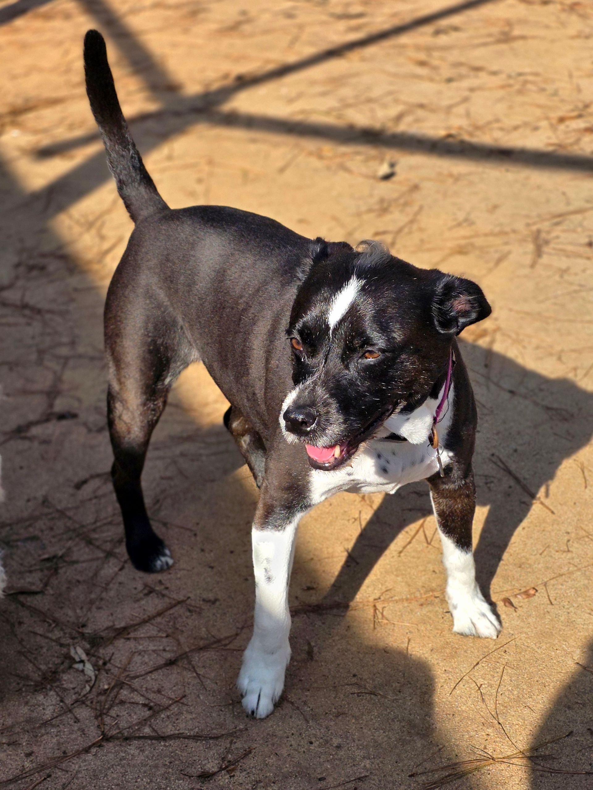 Black-and-white dog standing on a sunlit patio with its tongue out and tail raised