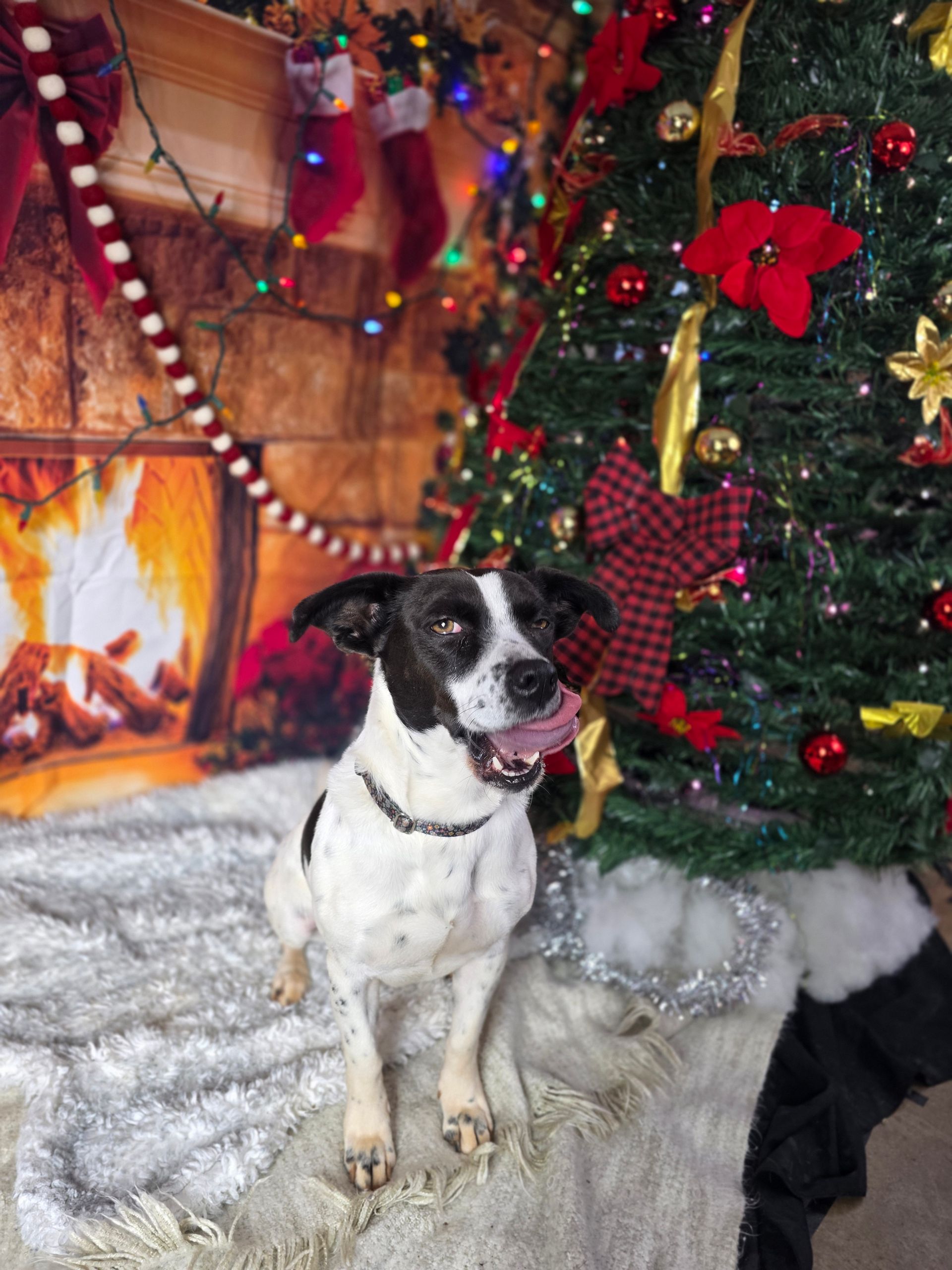 Black-and-white dog sitting by a decorated Christmas tree and fireplace with stockings and lights