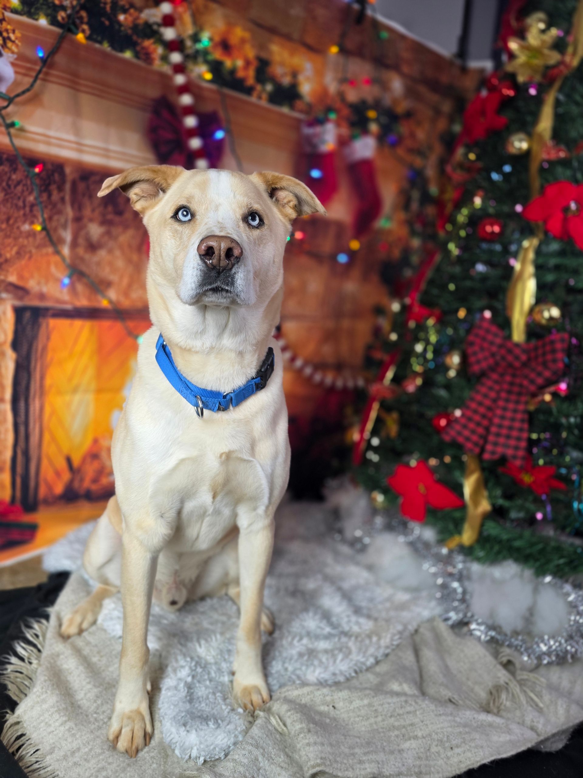 Tan dog with blue collar sitting on a cozy holiday set beside a decorated Christmas tree
