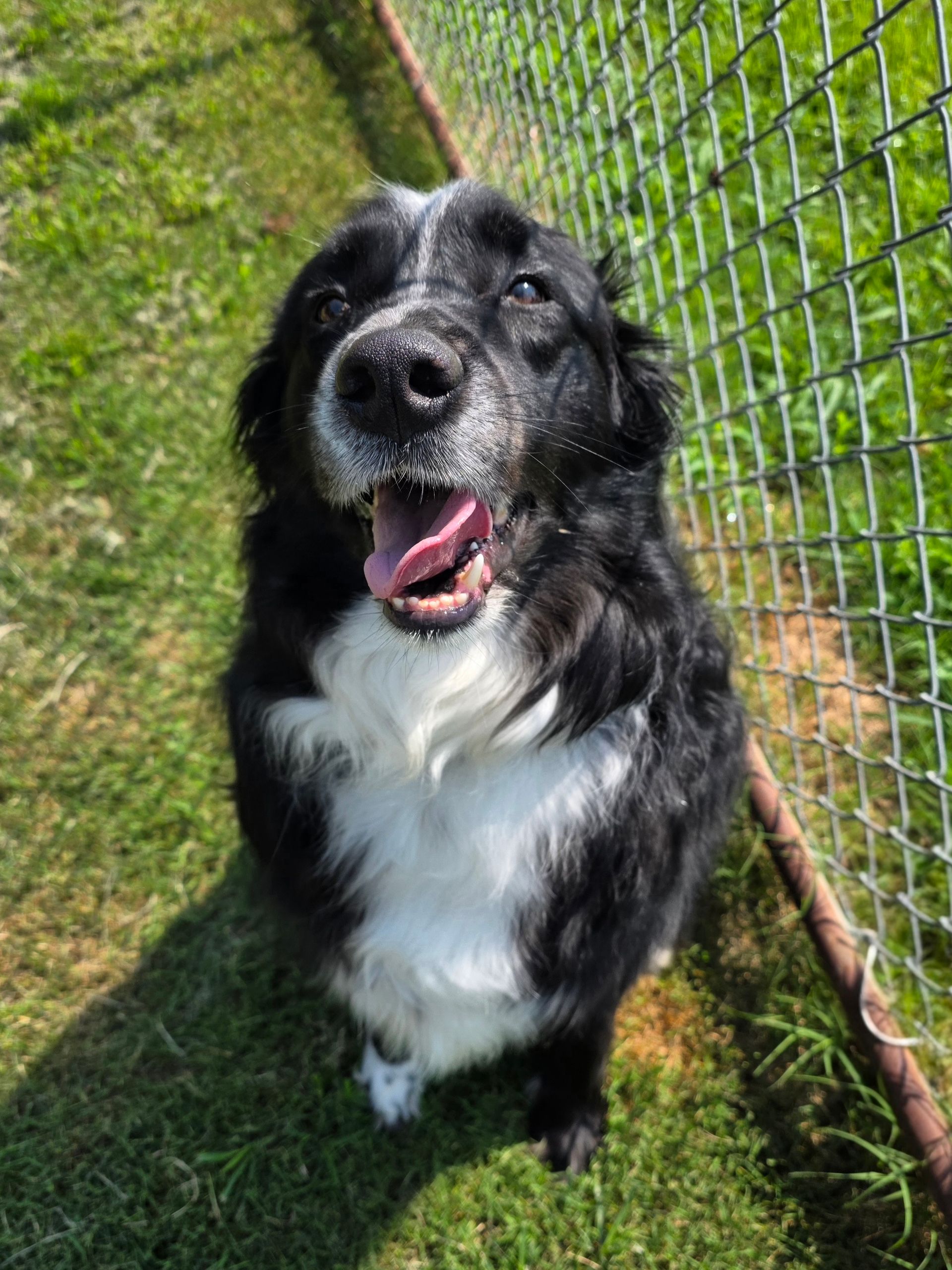 Black-and-white dog sitting on grass by a fence, panting with mouth open