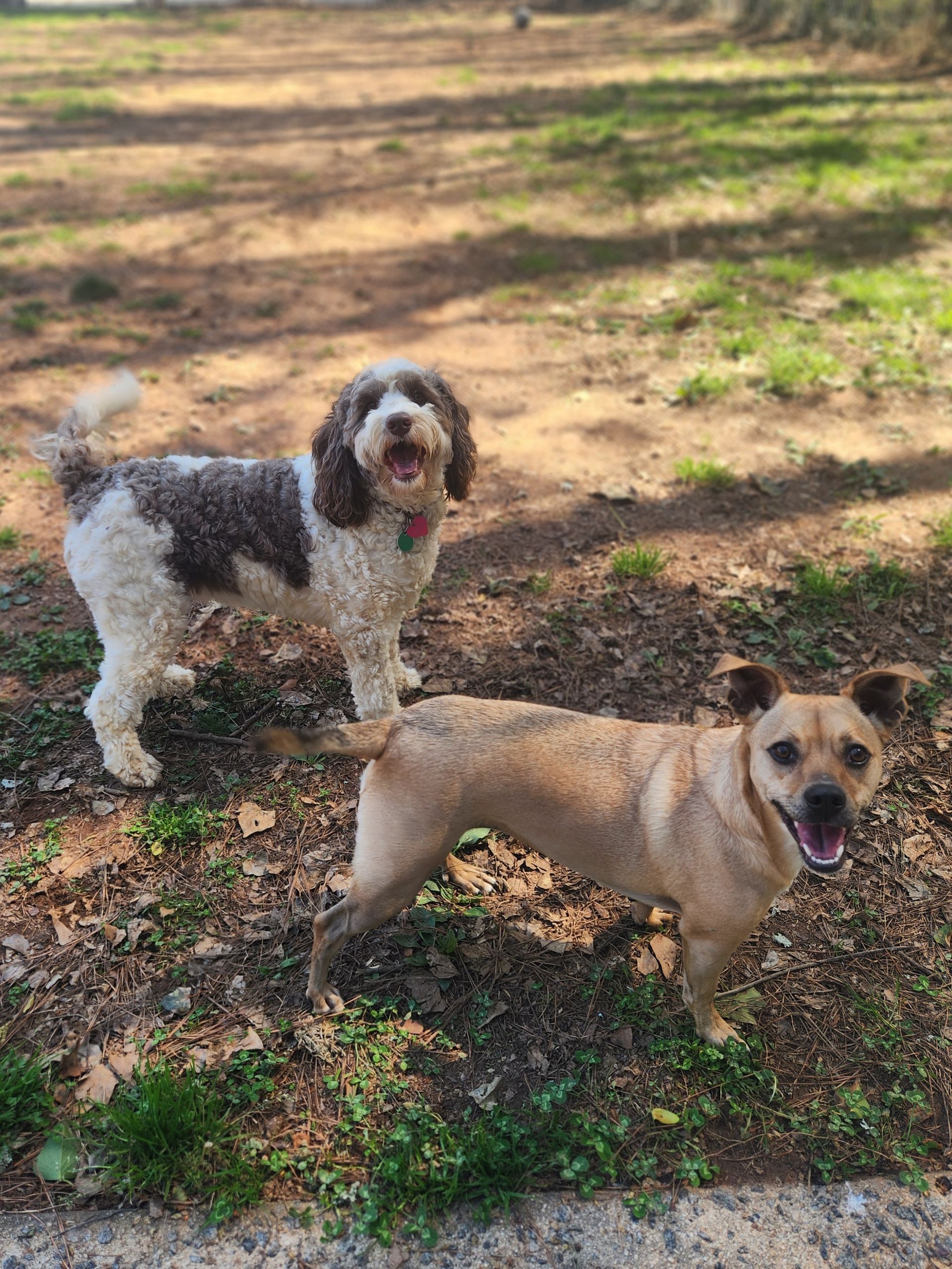 Two dogs standing on a sunny dirt path, one tan and one black-and-white, both panting.