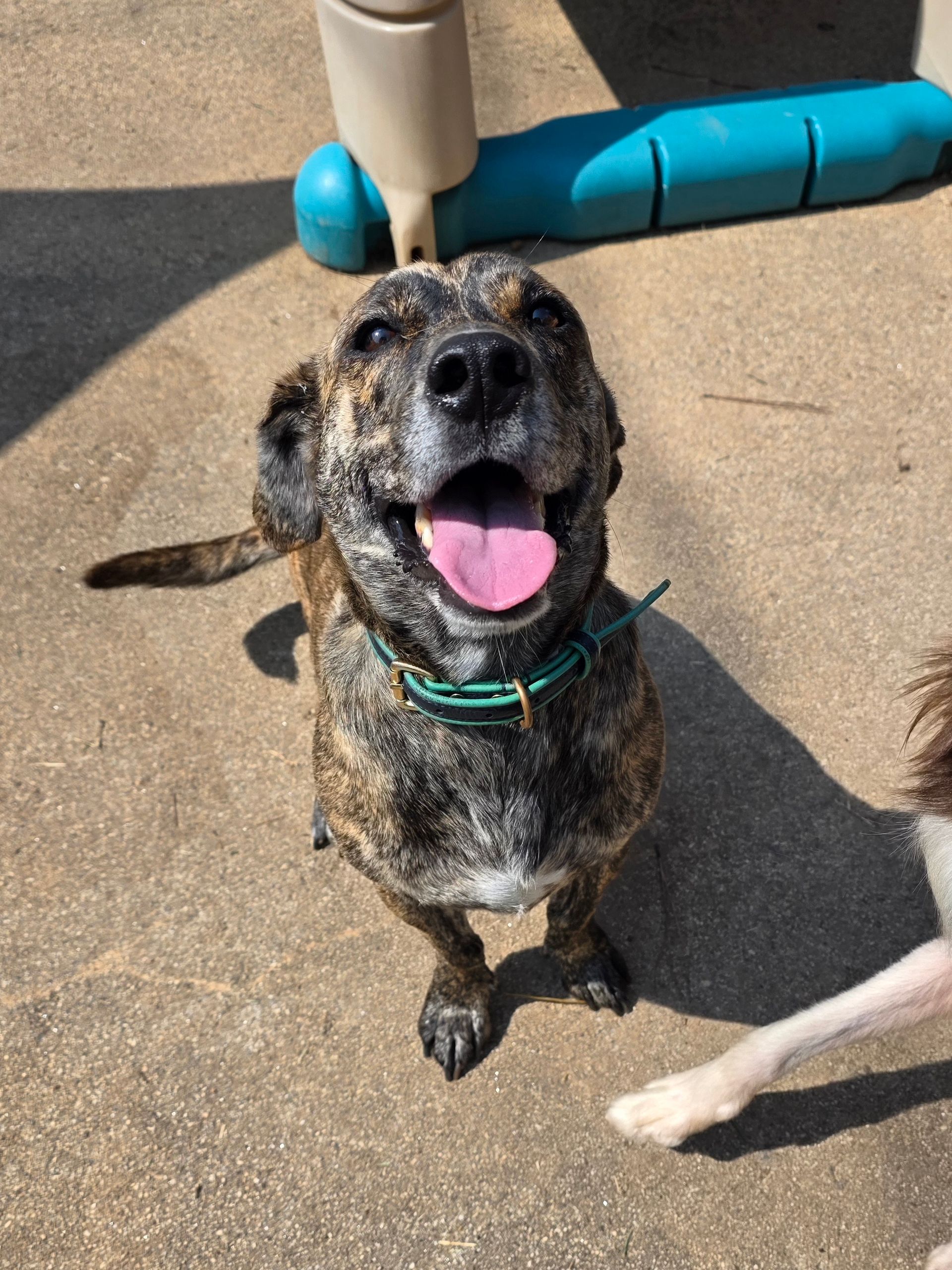Happy speckled dog sitting on pavement with tongue out at a playground