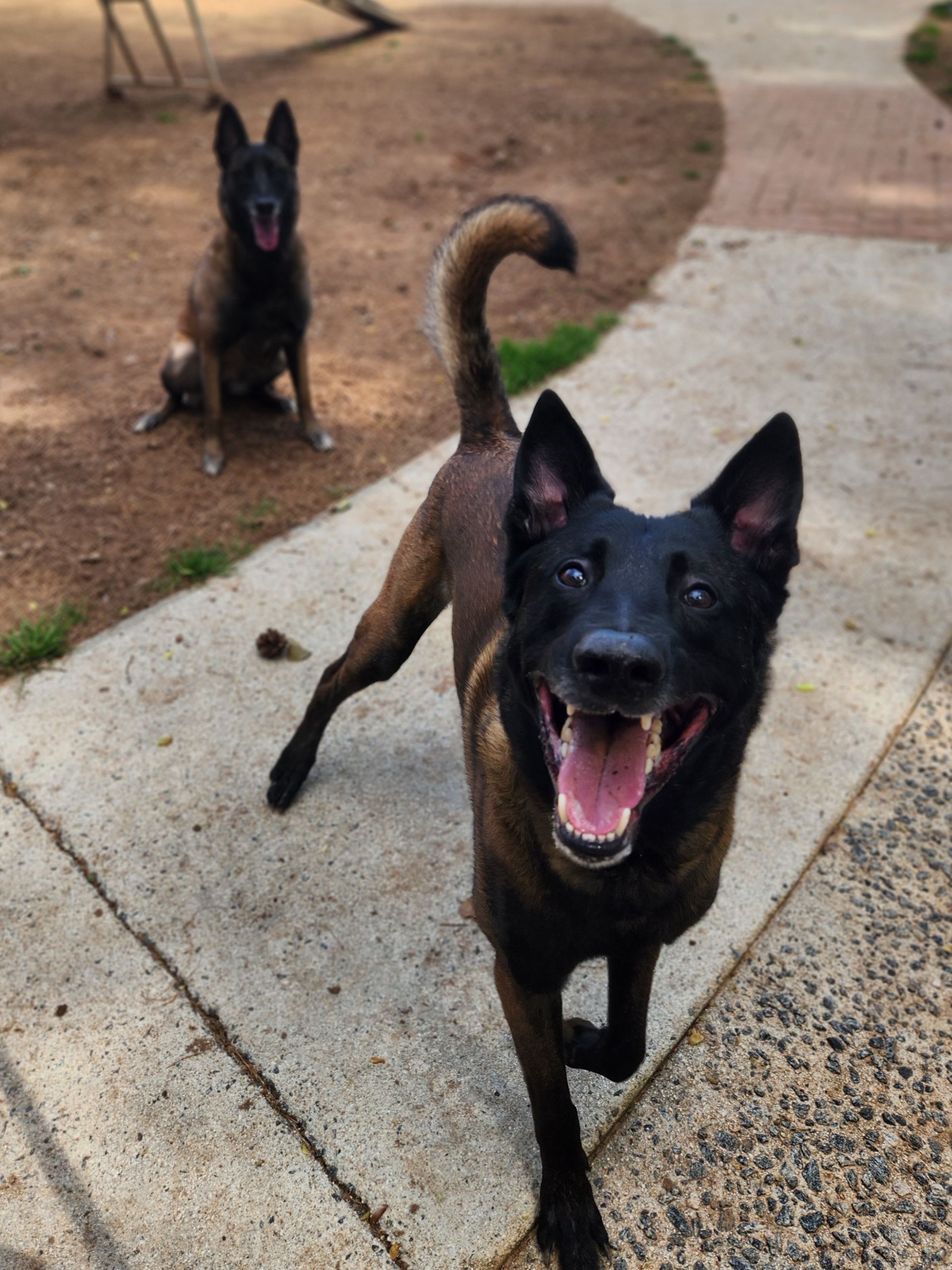 Two black dogs on a concrete path, one close and panting happily, one in the background with a curled tail