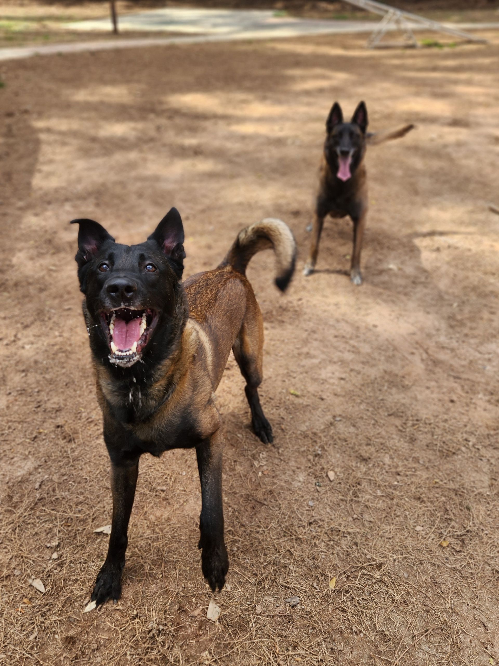 Two black-and-brown dogs standing on a dirt path, panting with ears up