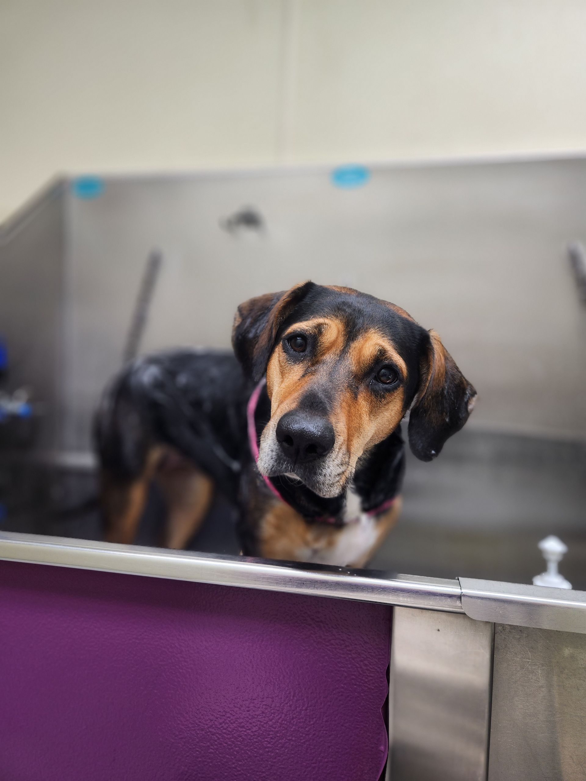 Black-and-tan dog standing in a stainless steel tub, looking curiously at the camera