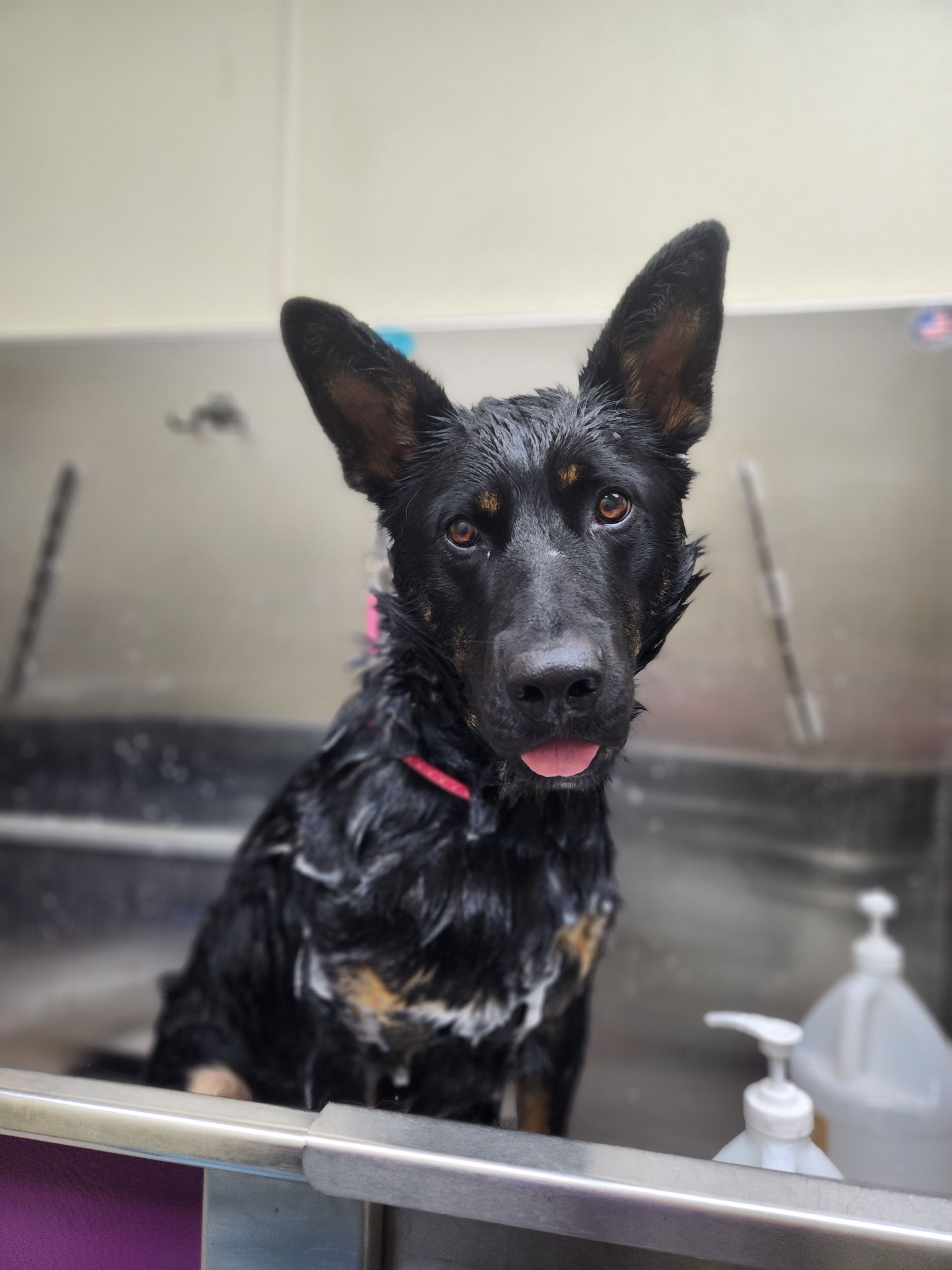 Black wet dog with pink collar sitting in a stainless steel tub during a bath