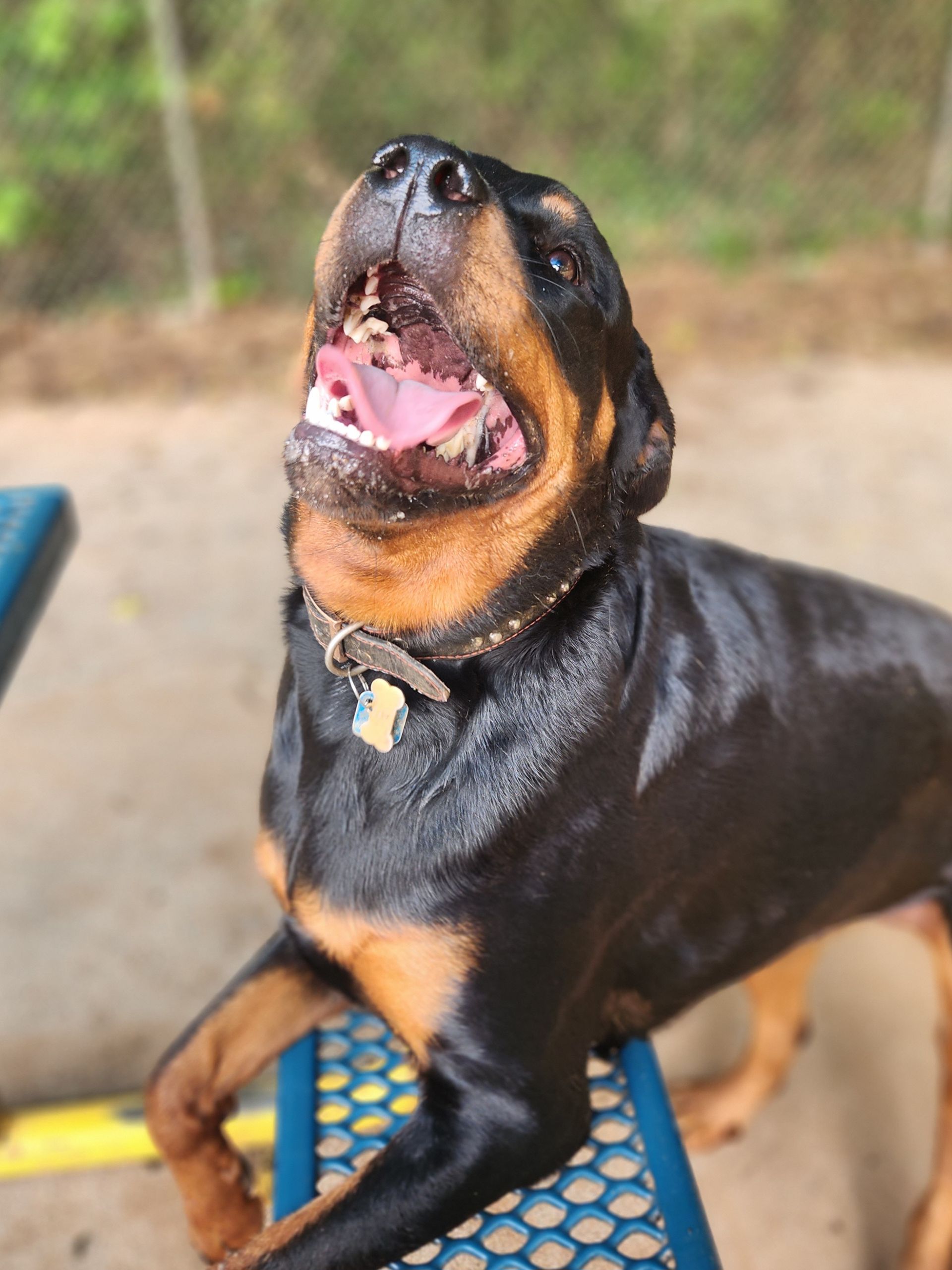 Black-and-tan Rottweiler looking up with mouth open, standing on a bench outdoors
