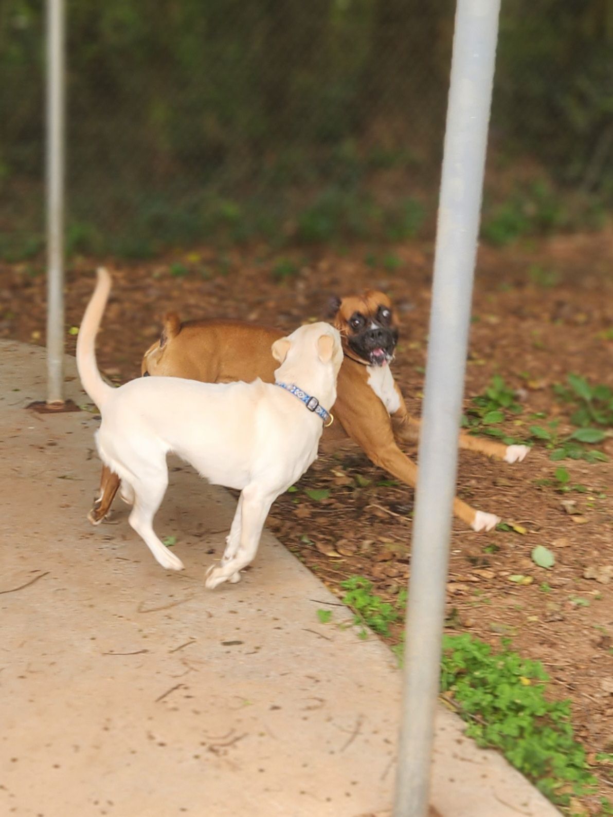 Two dogs—one white, one brown—play on a dirt path near a pole and trees