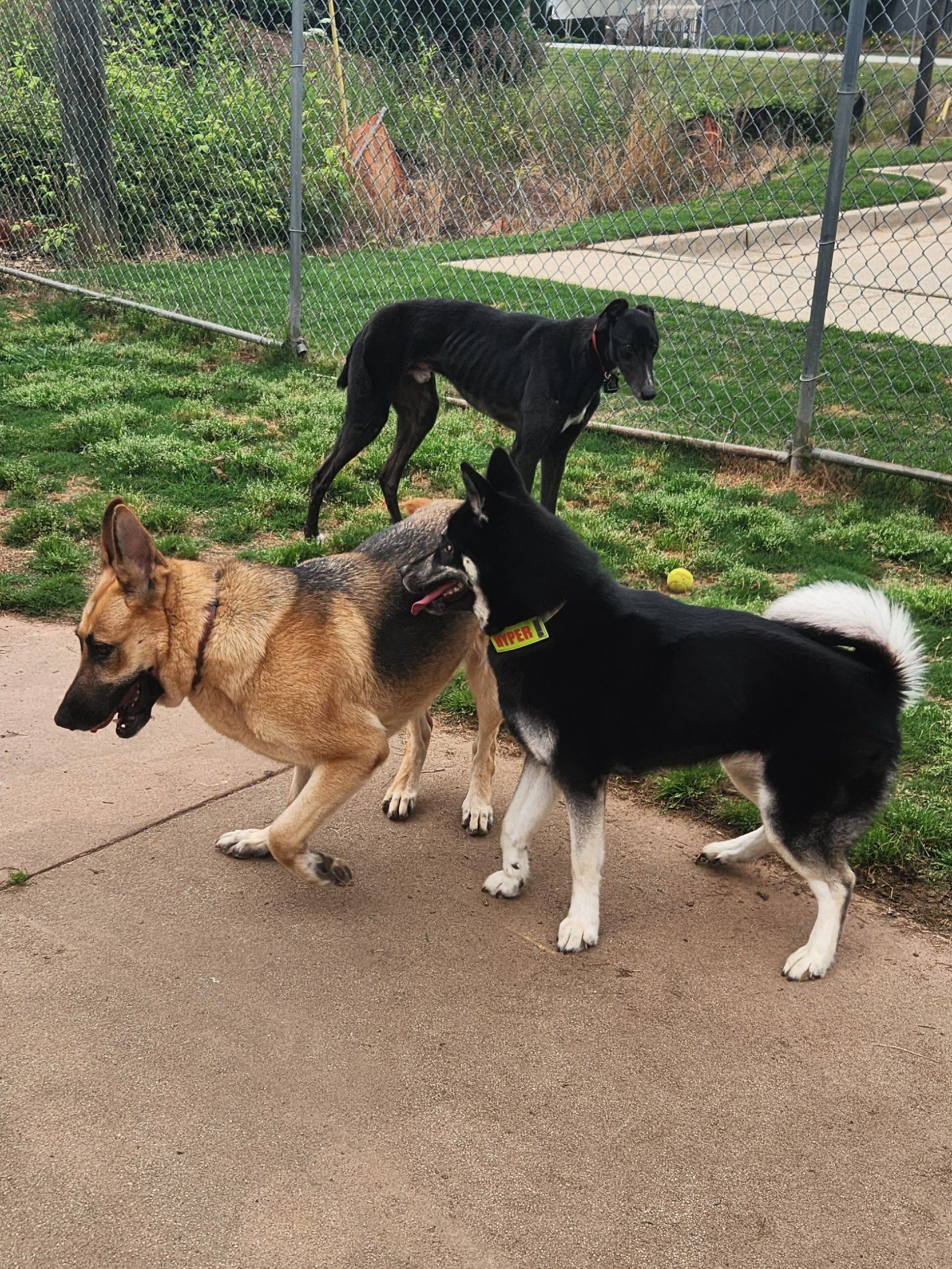 Three dogs on a wet sidewalk near a grassy fenced area, two in the foreground and one black dog behind