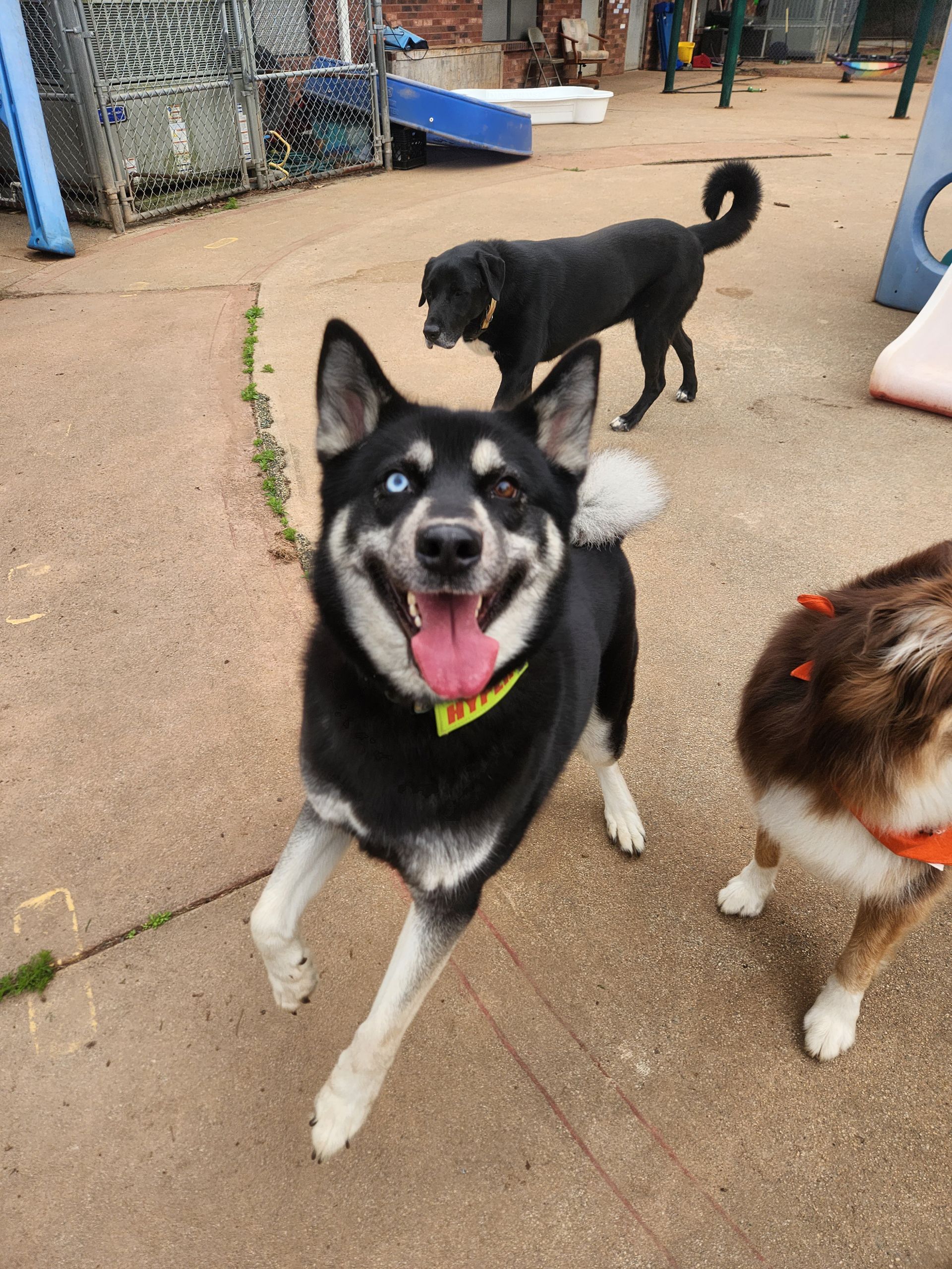 Three dogs on a patio, with a black-and-white dog smiling in front and a black dog behind