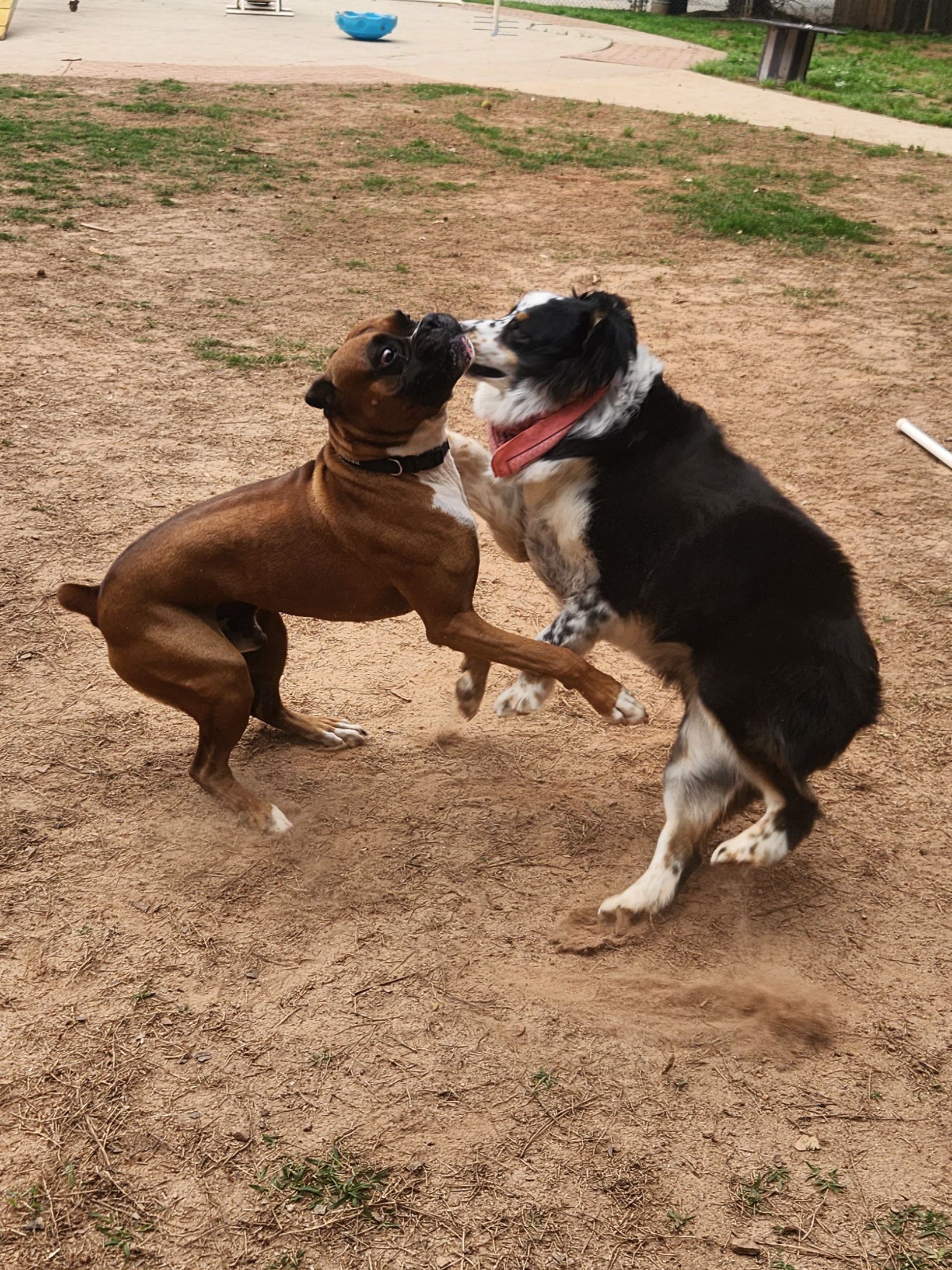 Two dogs wrestling on a dirt yard, one brown and one black-and-white, both upright and playful