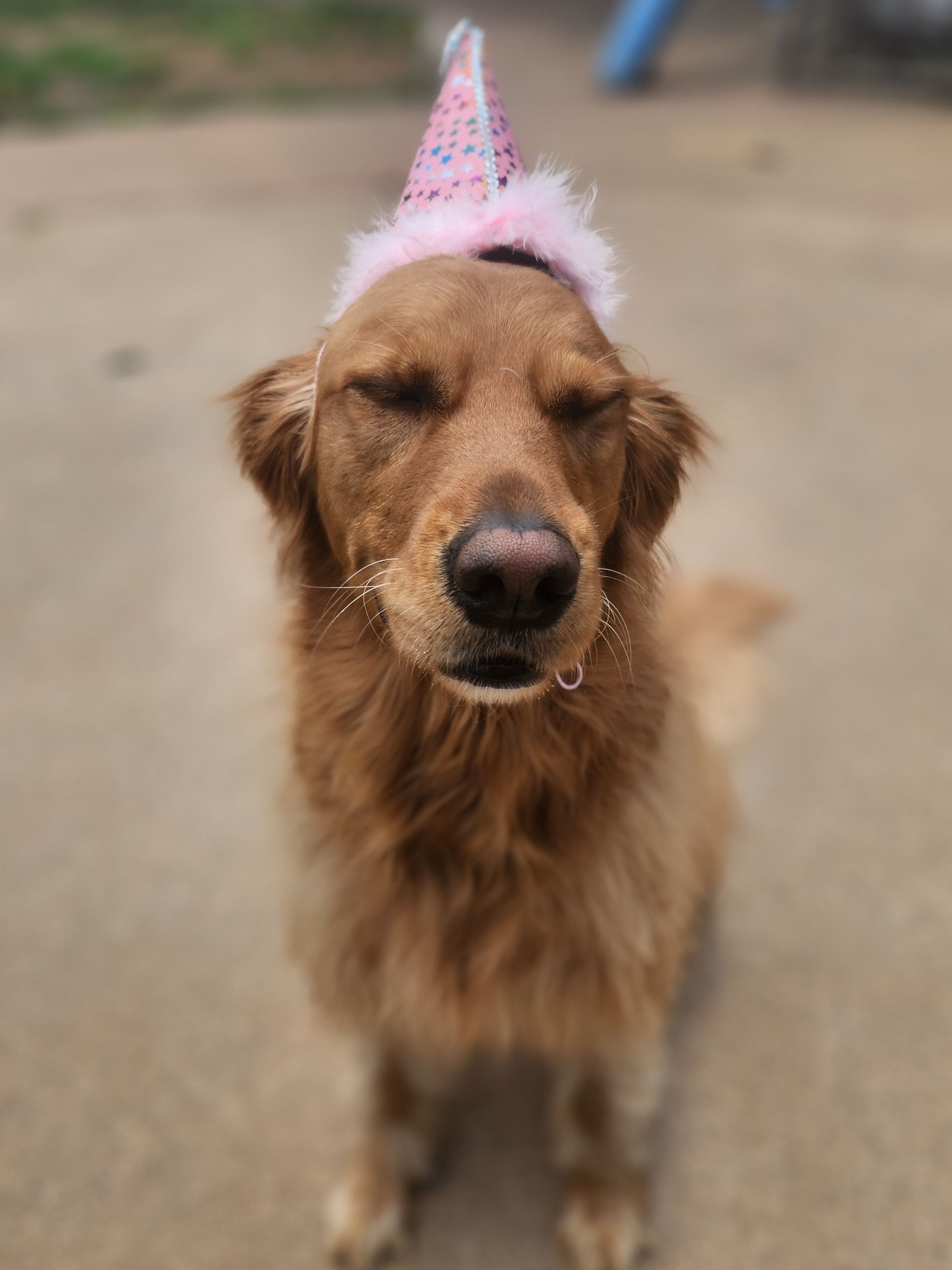 Brown dog wearing a pink party hat, eyes closed, standing outdoors on a sandy path