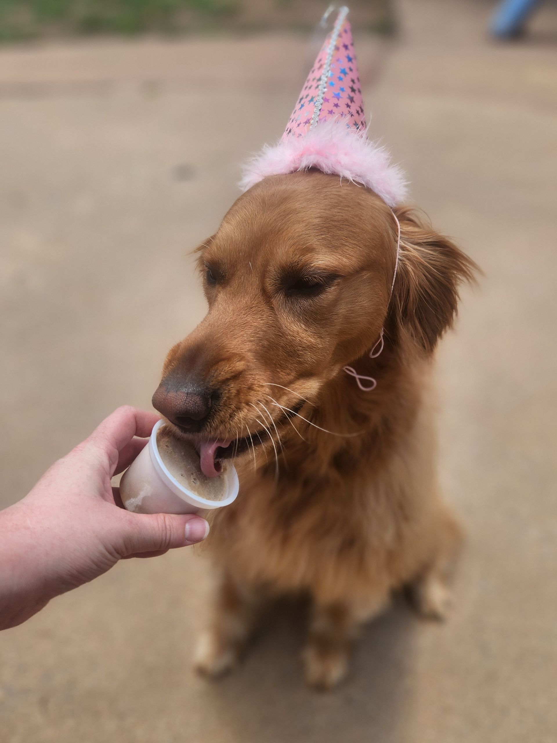 Brown dog wearing a pink party hat licking a treat from a hand outdoors