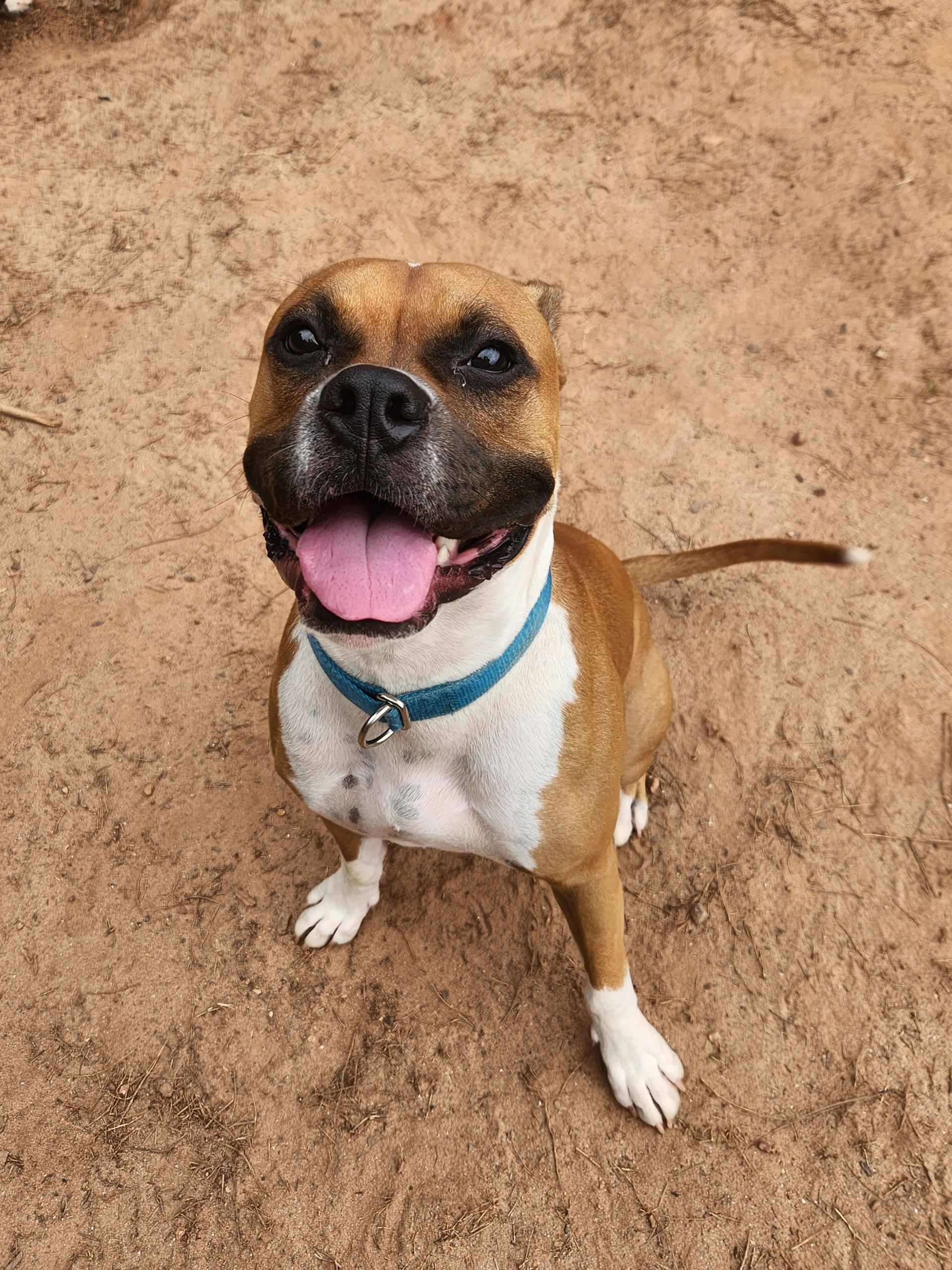 Tan dog with white chest on sandy ground, wearing a blue collar, sitting and panting happily