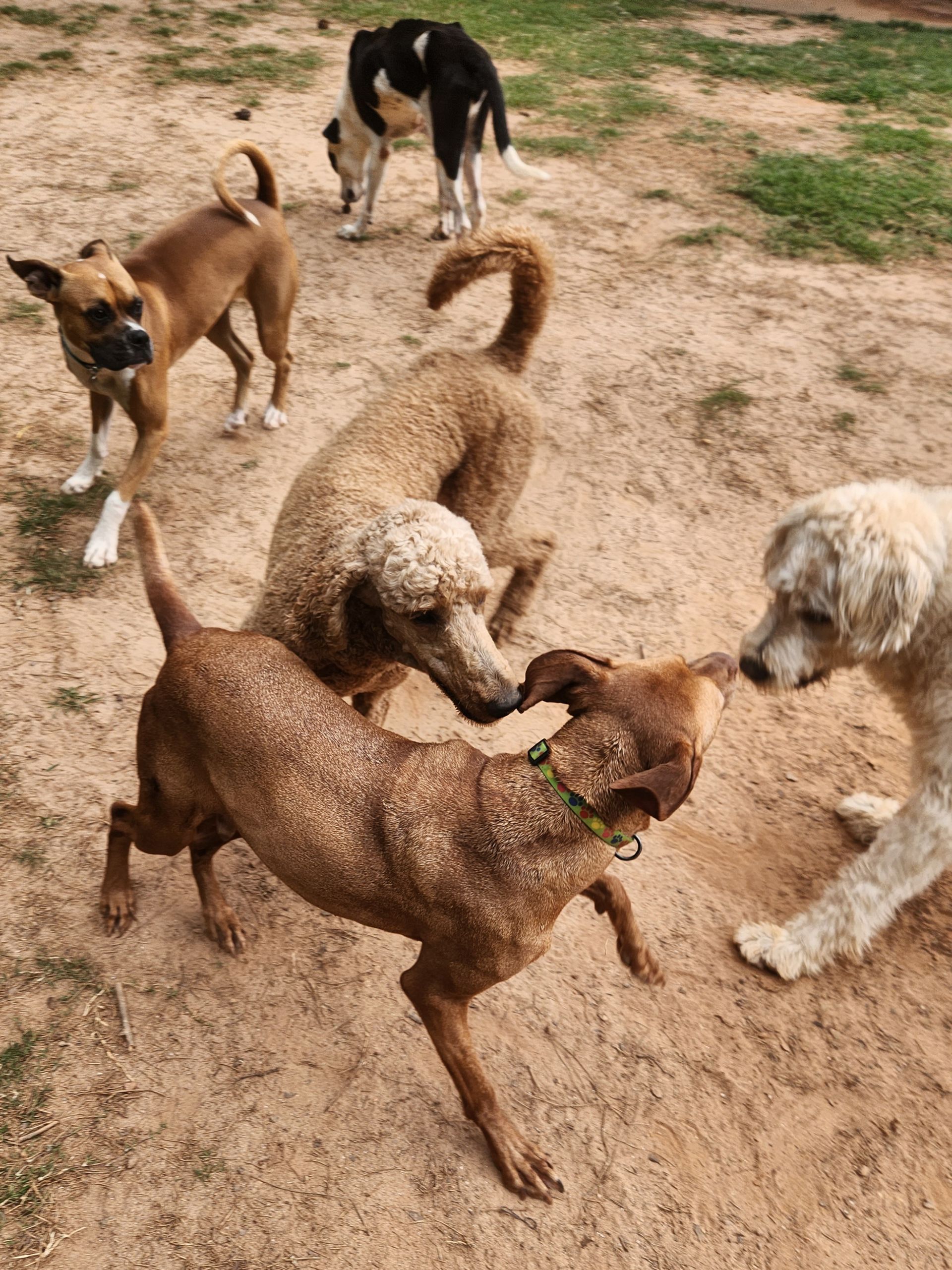 Five dogs playfully wrestling and sniffing on a sandy patch outdoors