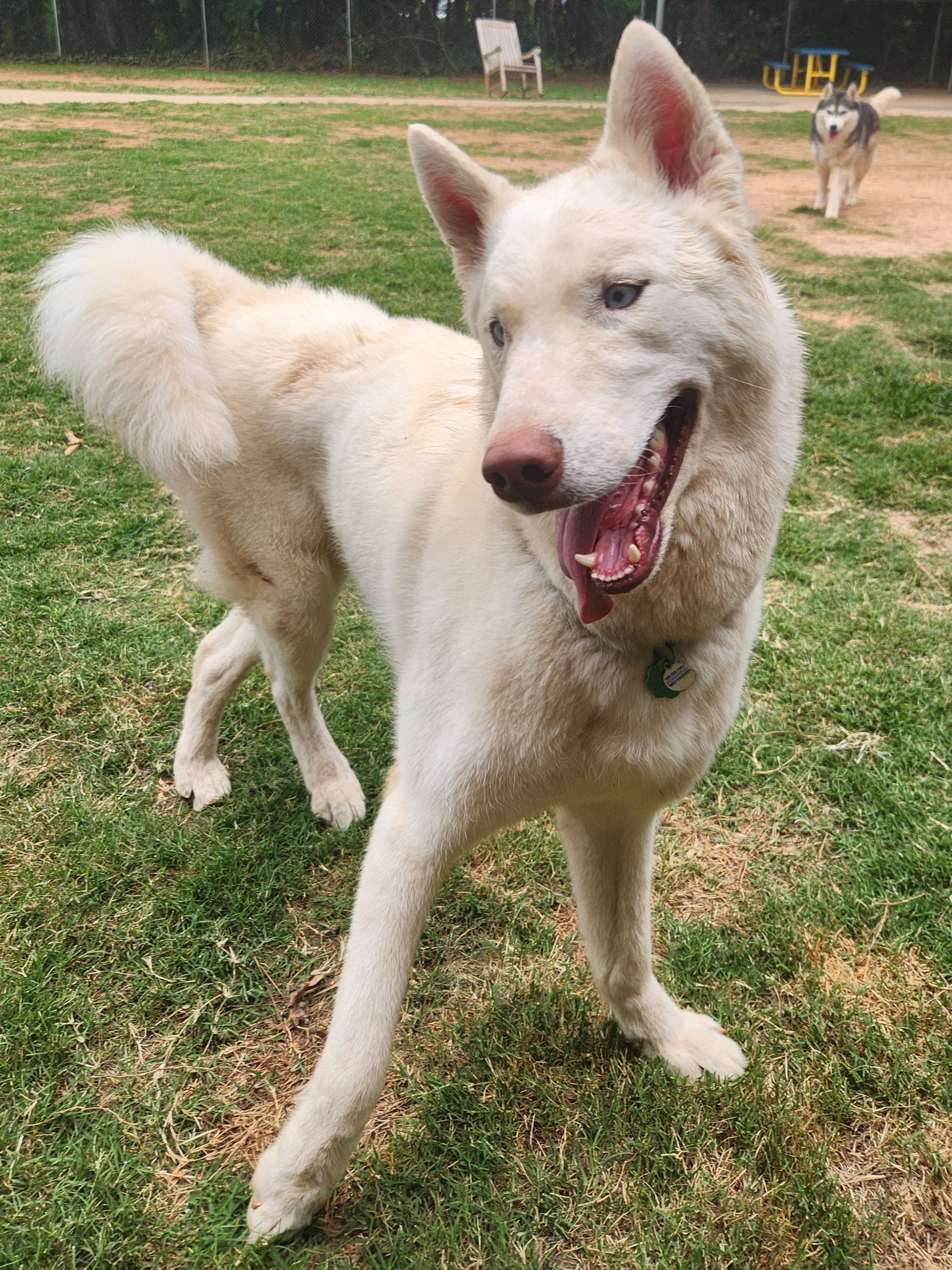 White dog standing on grass with mouth open and tongue out, in a park-like setting