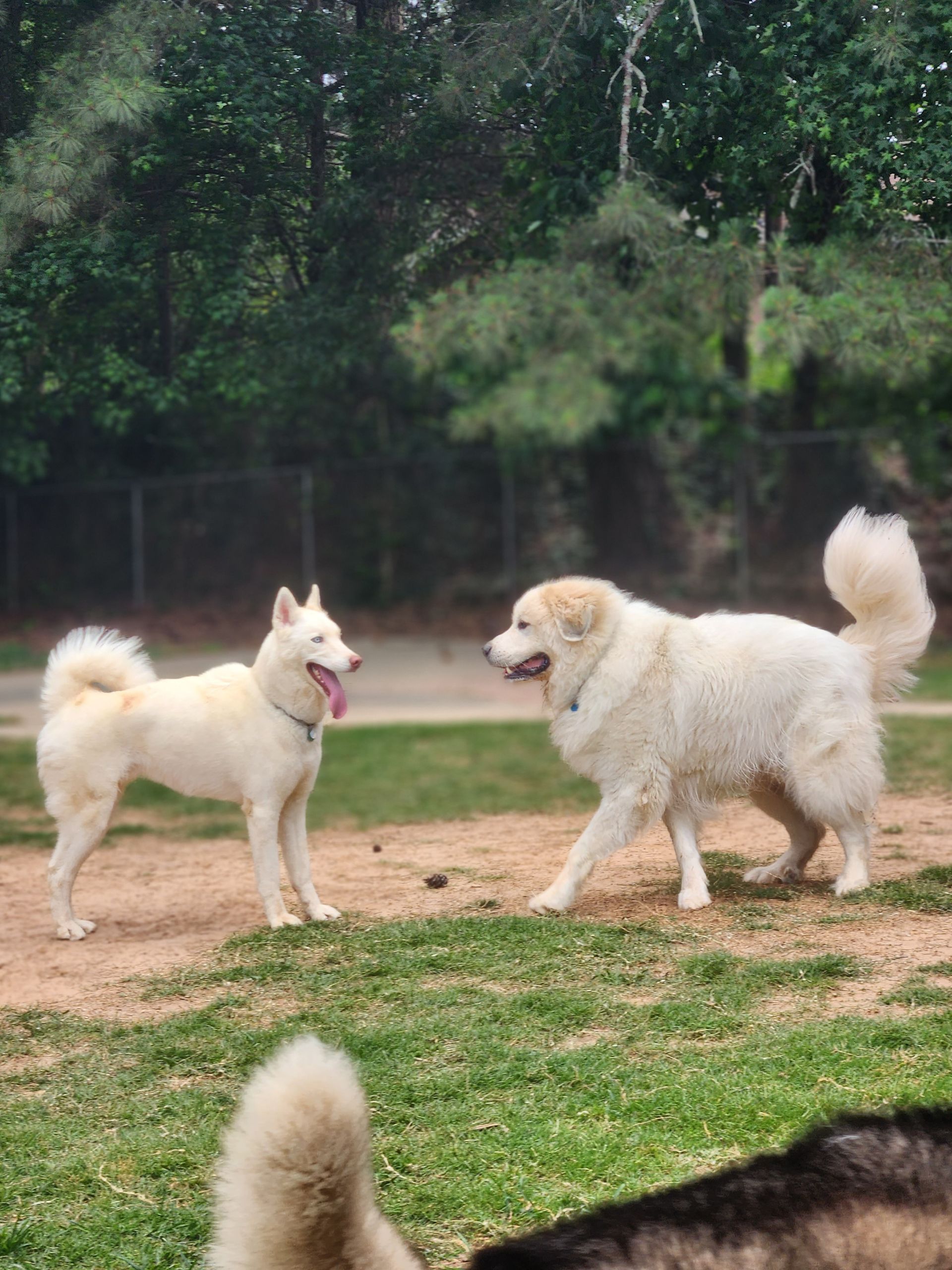 Two fluffy white dogs facing each other in a park, with trees and grass in the background
