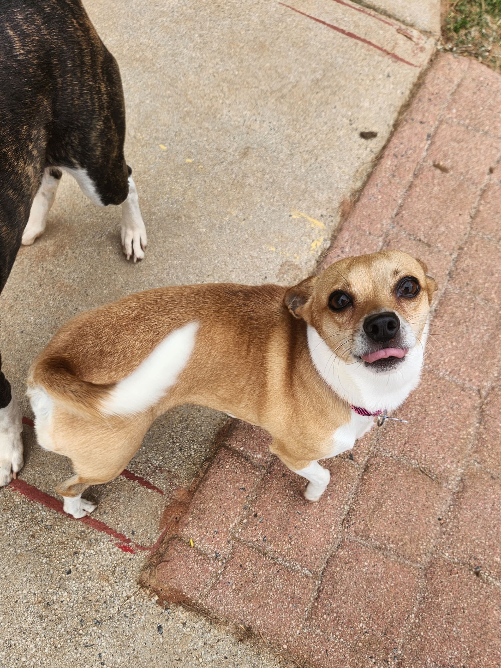 Small brown-and-white dog looking up on a sidewalk, with another dog partially visible рядом