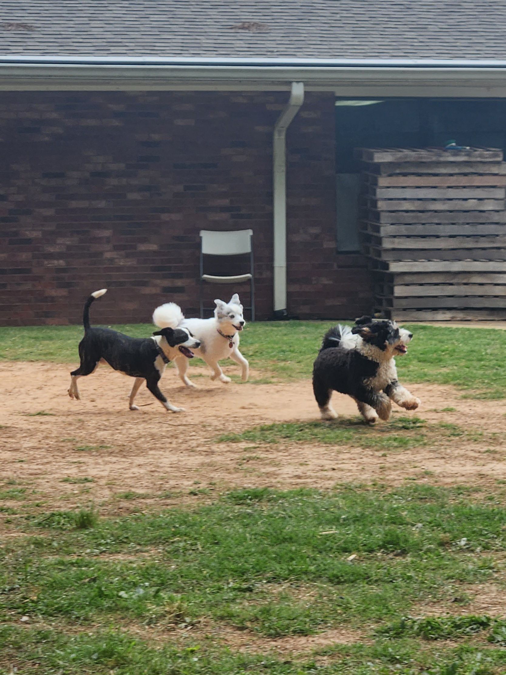 Four small dogs playing and wrestling on a patchy yard near a brick building