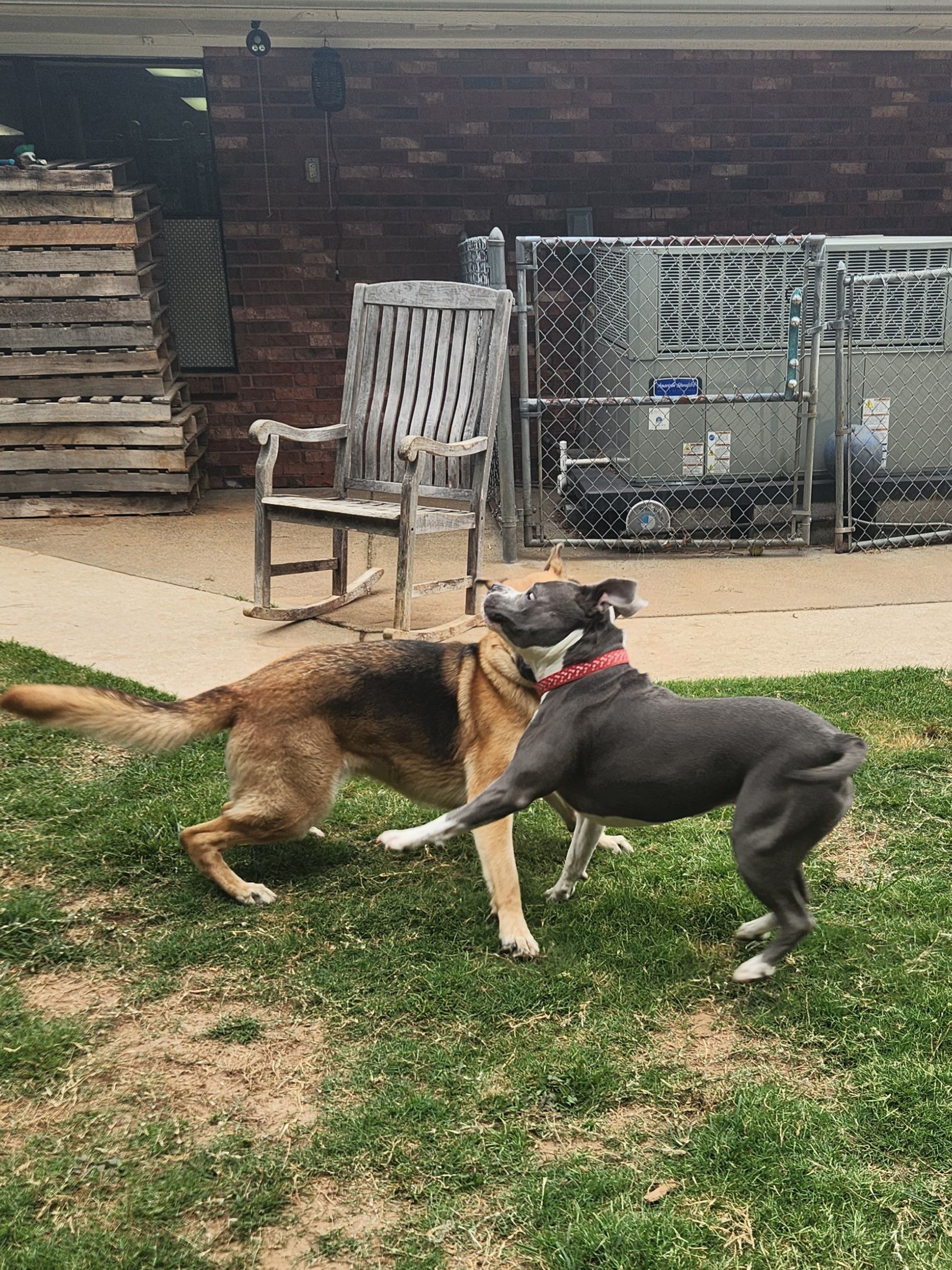 Two dogs playing nose-to-nose in a yard, one tan and one gray with a red collar