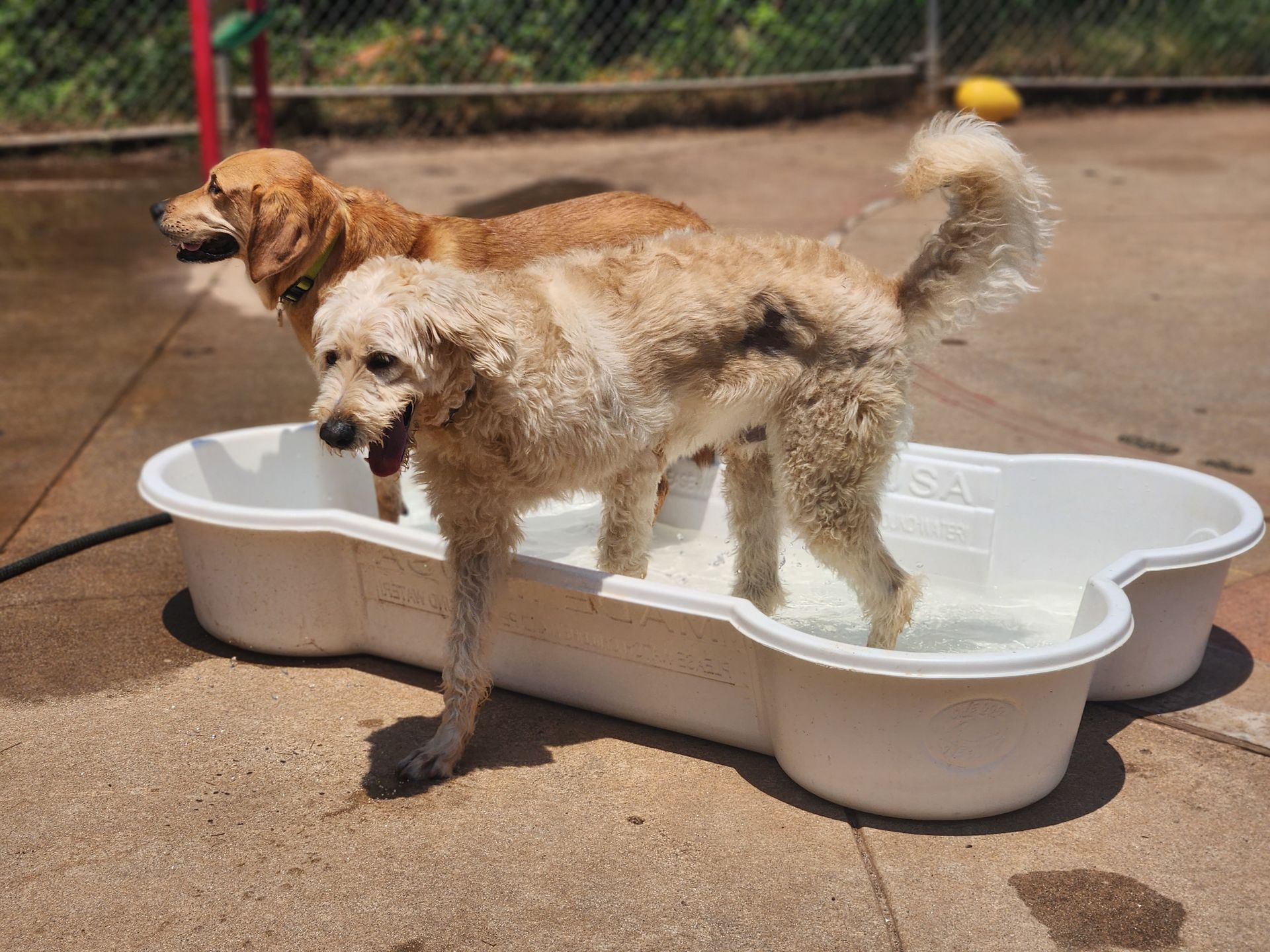 Two dogs standing in a white dog pool outdoors, one tan and one curly white