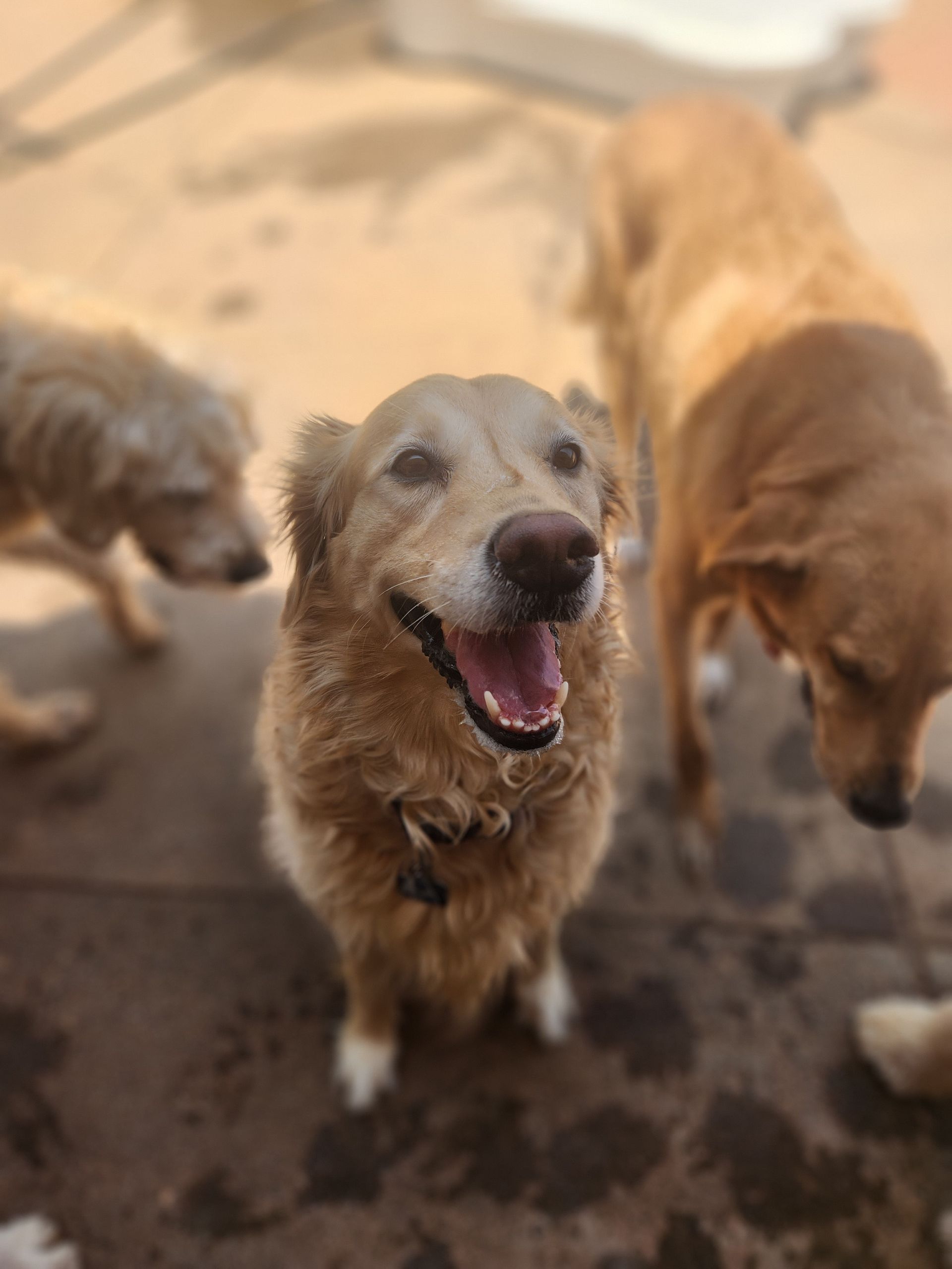 Three dogs on a patio, with a smiling golden dog in the center