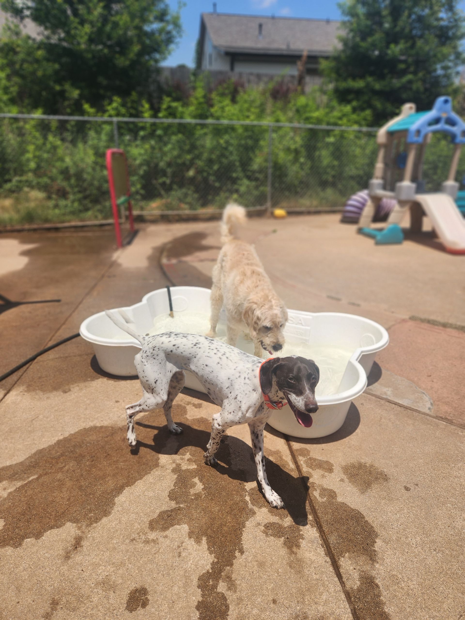 Two small dogs in a sunny backyard, one white with black spots in front and a tan dog behind it near a kiddie pool
