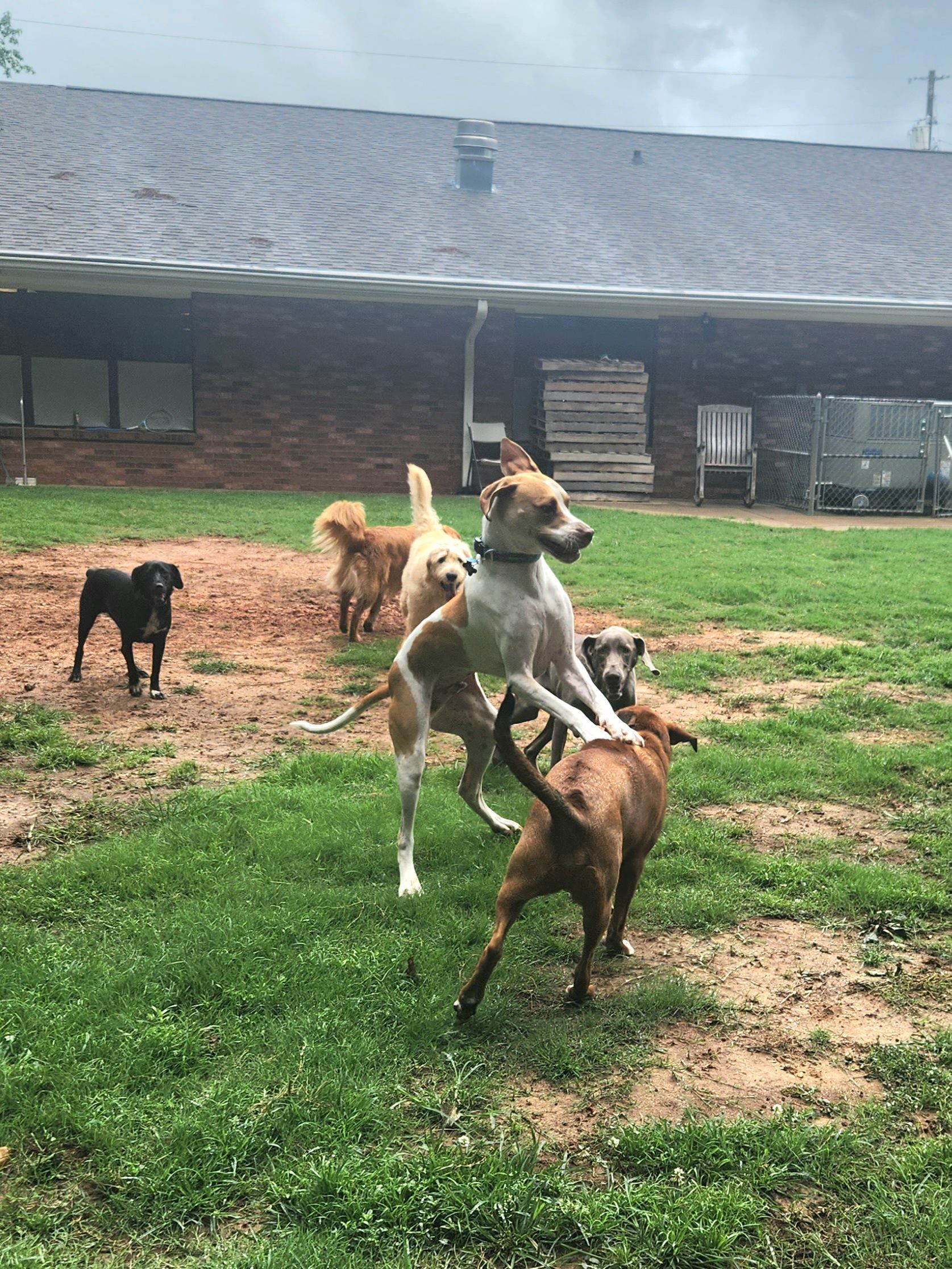 Several dogs play and jump on grass in front of a large building