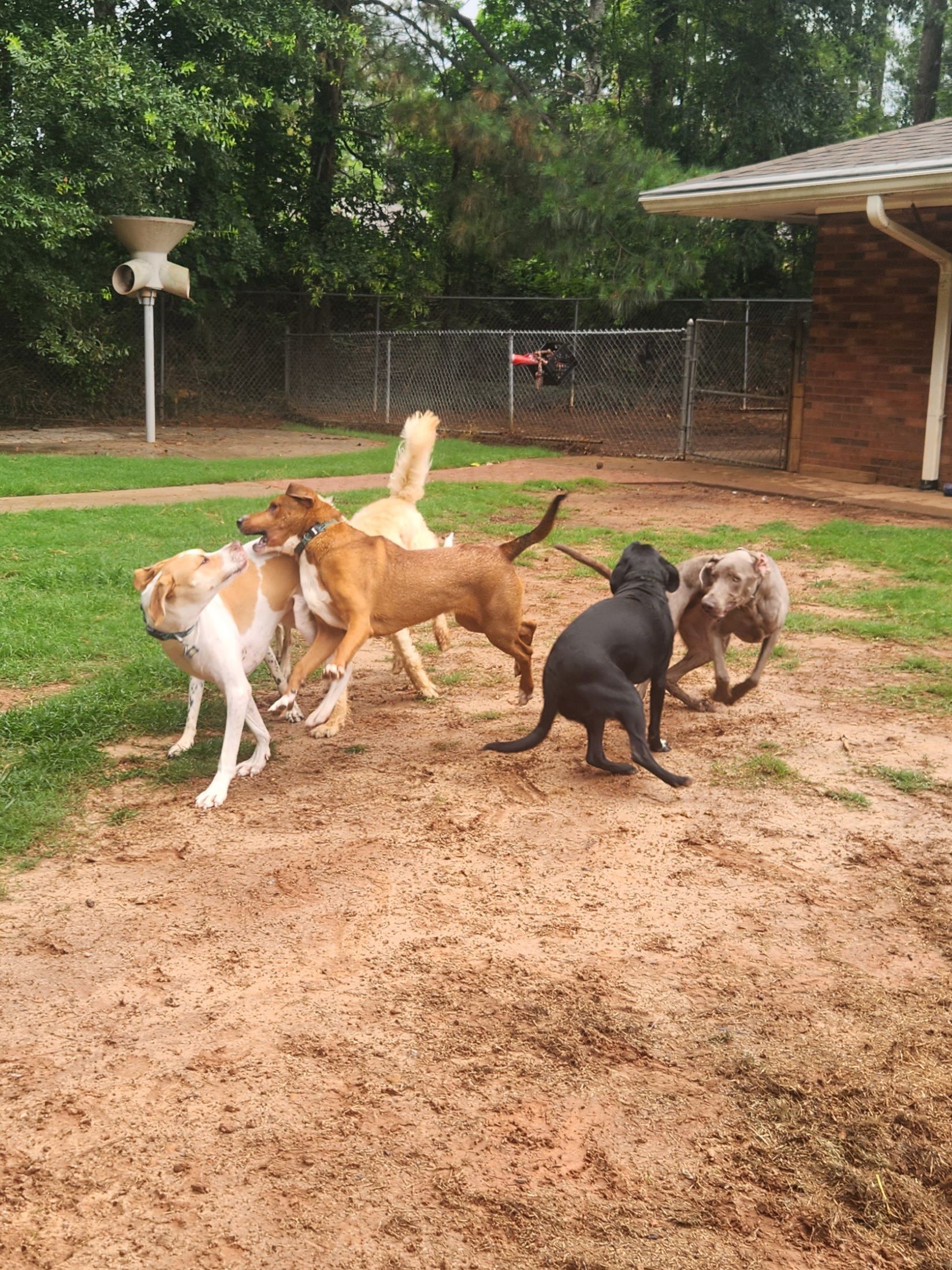 Five dogs play and sniff in a muddy backyard near a brick house and fenced yard
