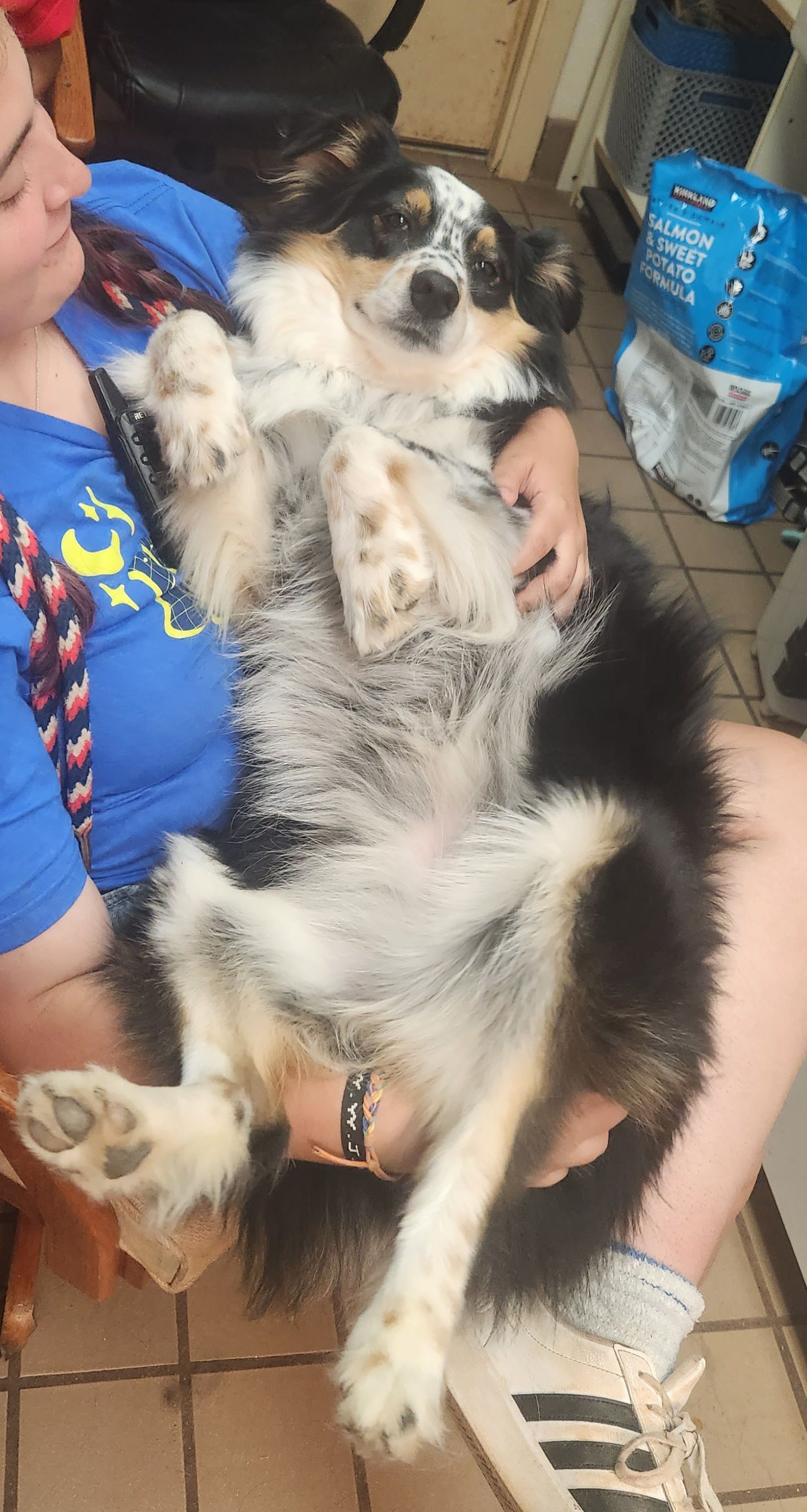 Black-and-white dog lying belly-up on a child’s lap in a tiled indoor room