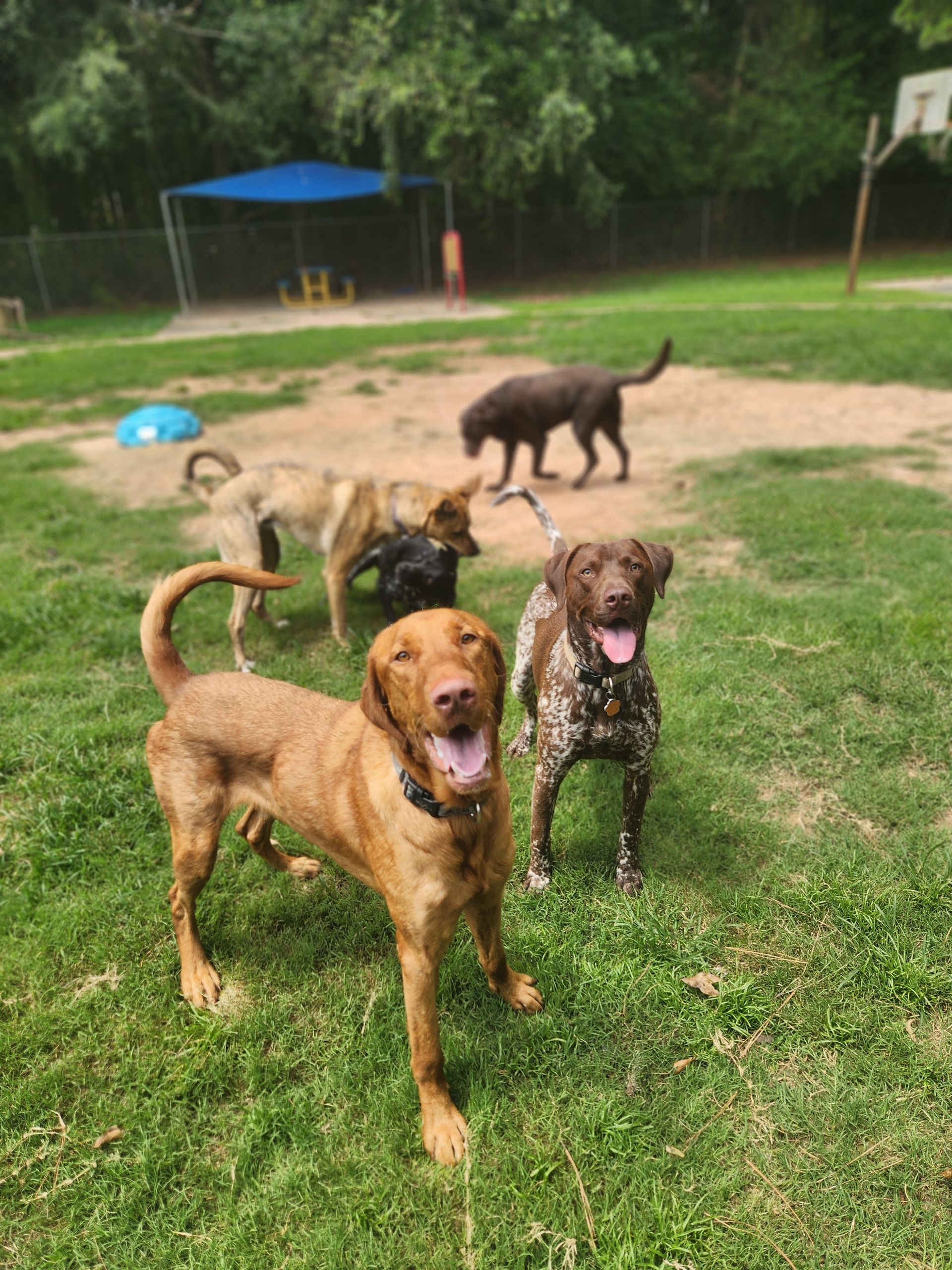 Four dogs standing on grass outdoors, including two brown dogs in front and two black dogs in the background