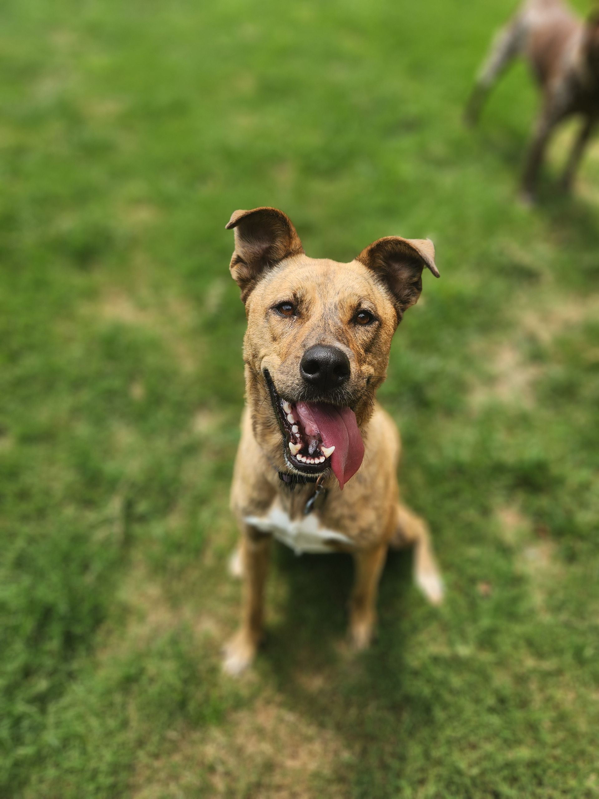 Tan dog sitting on green grass, panting with its tongue out and ears perked up