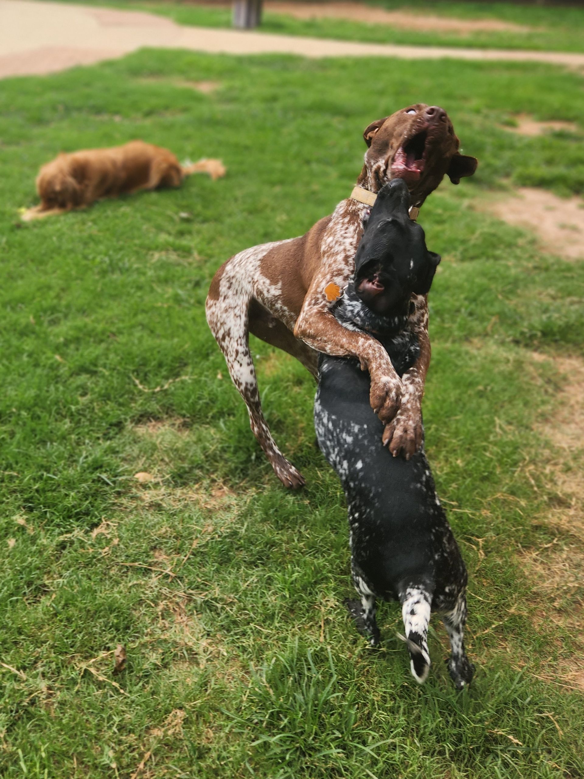 Two dogs playing and standing upright on grass, one brown and white, one black and white, with a third dog in the background
