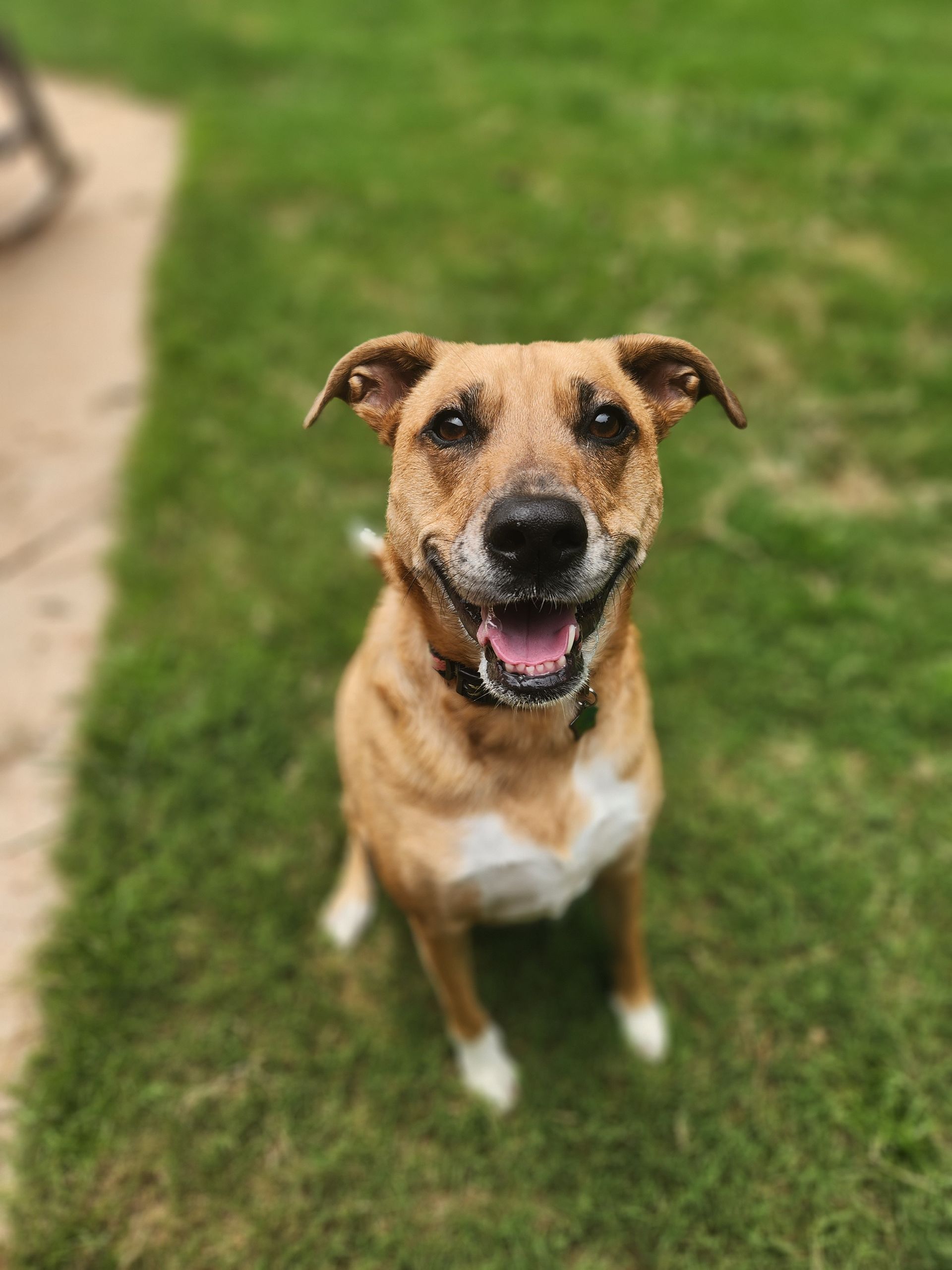 Tan dog with black muzzle and white chest sitting on grass, looking up and smiling