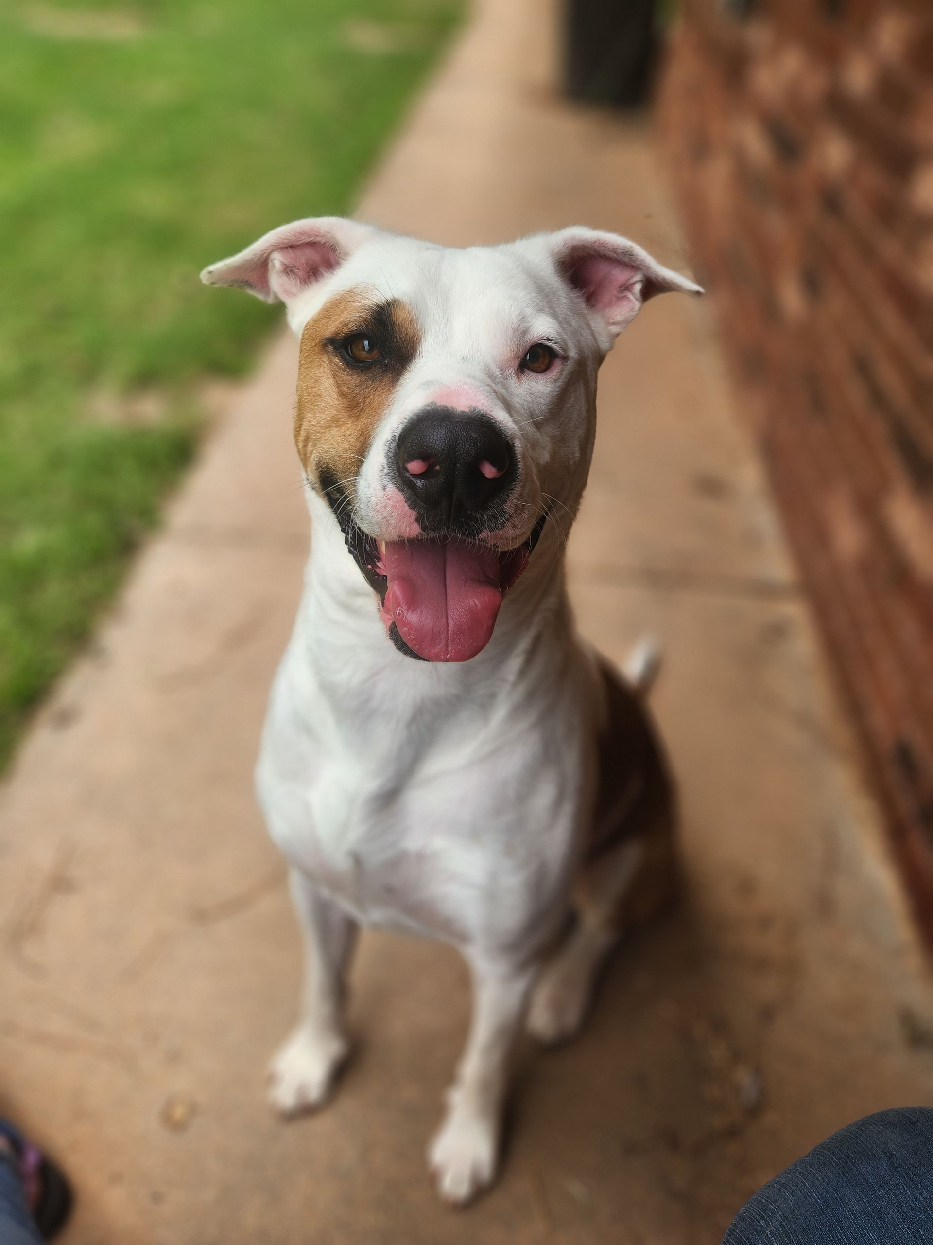 White and brown dog sitting on a sidewalk, panting with tongue out, near a brick wall