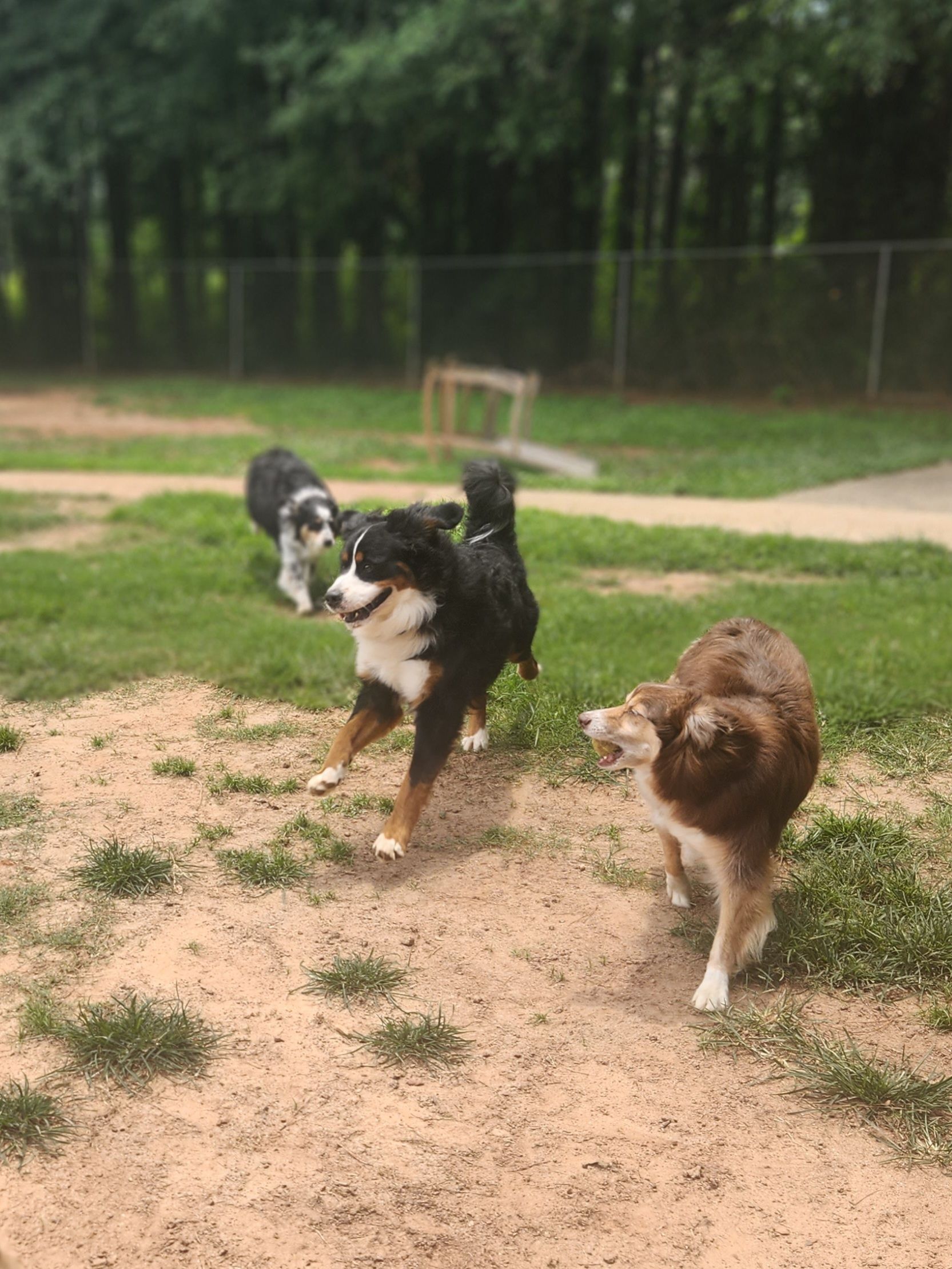Three dogs running toward the camera on a grassy park path