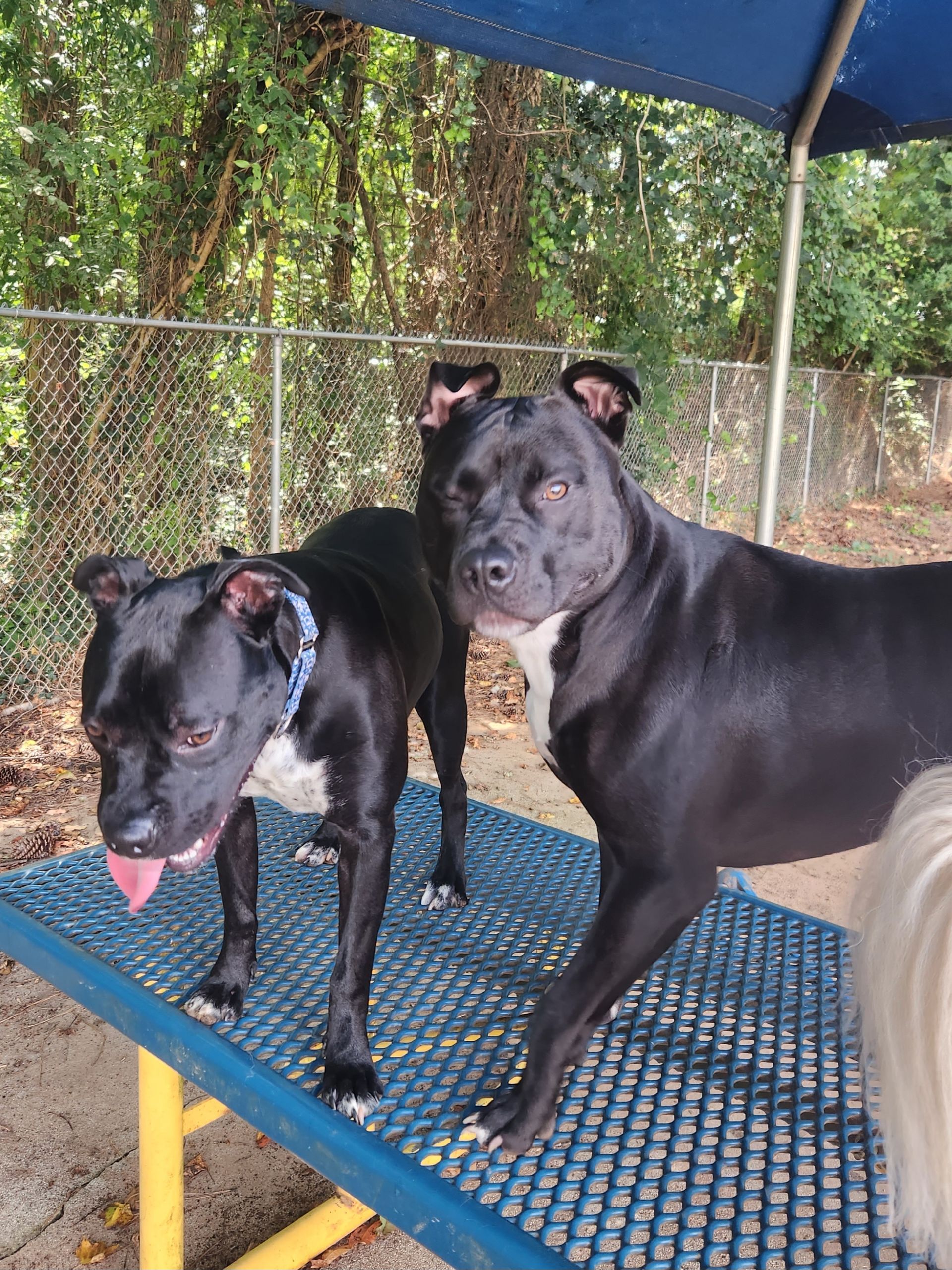 Two black dogs standing on a blue metal platform under a canopy, with a chain-link fence and greenery behind them