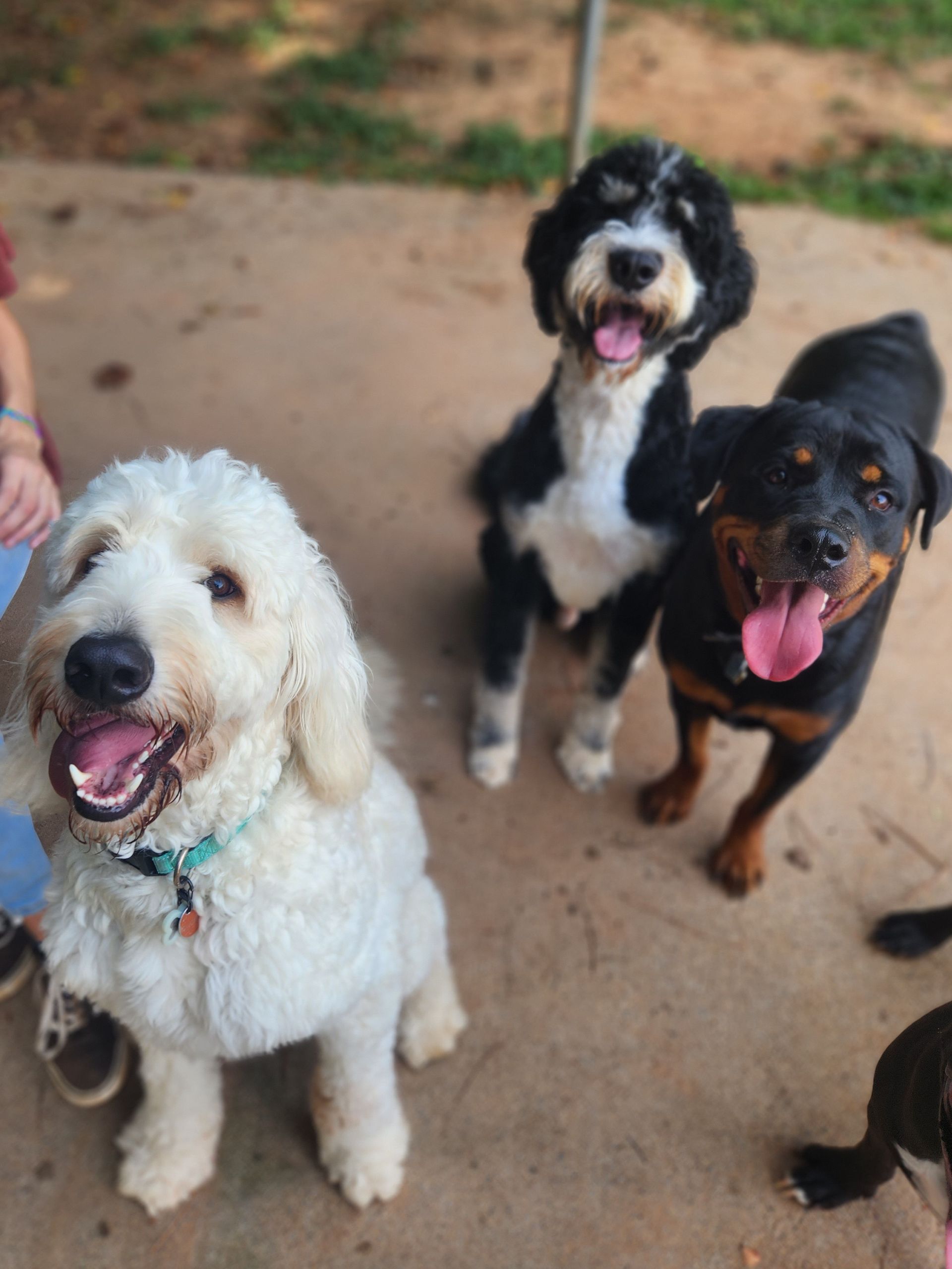 Three happy dogs sitting outdoors on dirt, with one white dog in front and two black-and-tan dogs behind