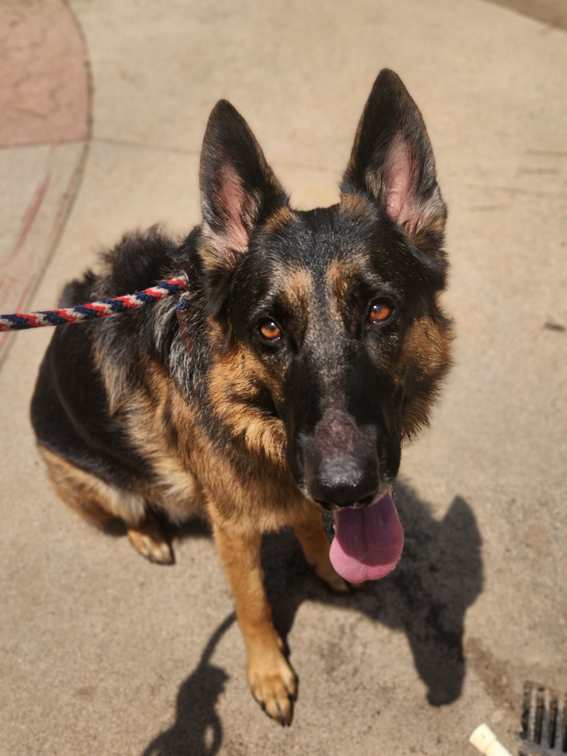 German Shepherd on a leash, sitting on pavement with tongue out and ears up