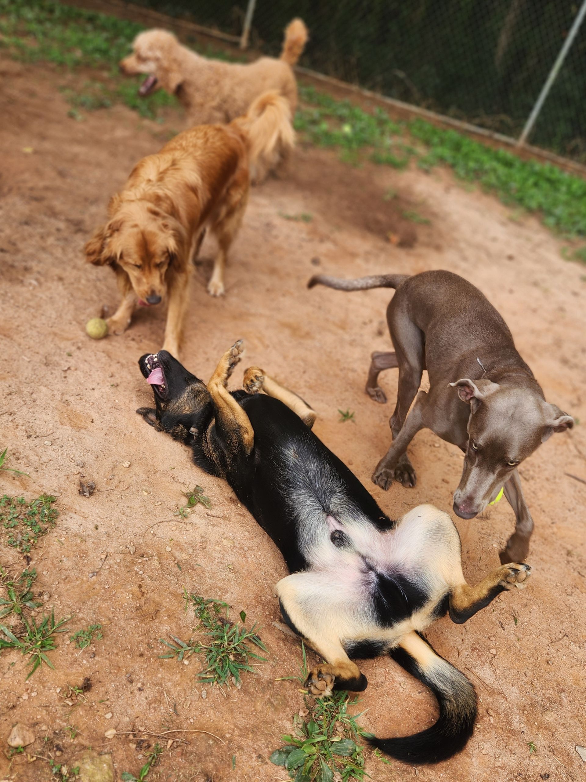 Four dogs playing outdoors on a dirt path, one rolling on its back