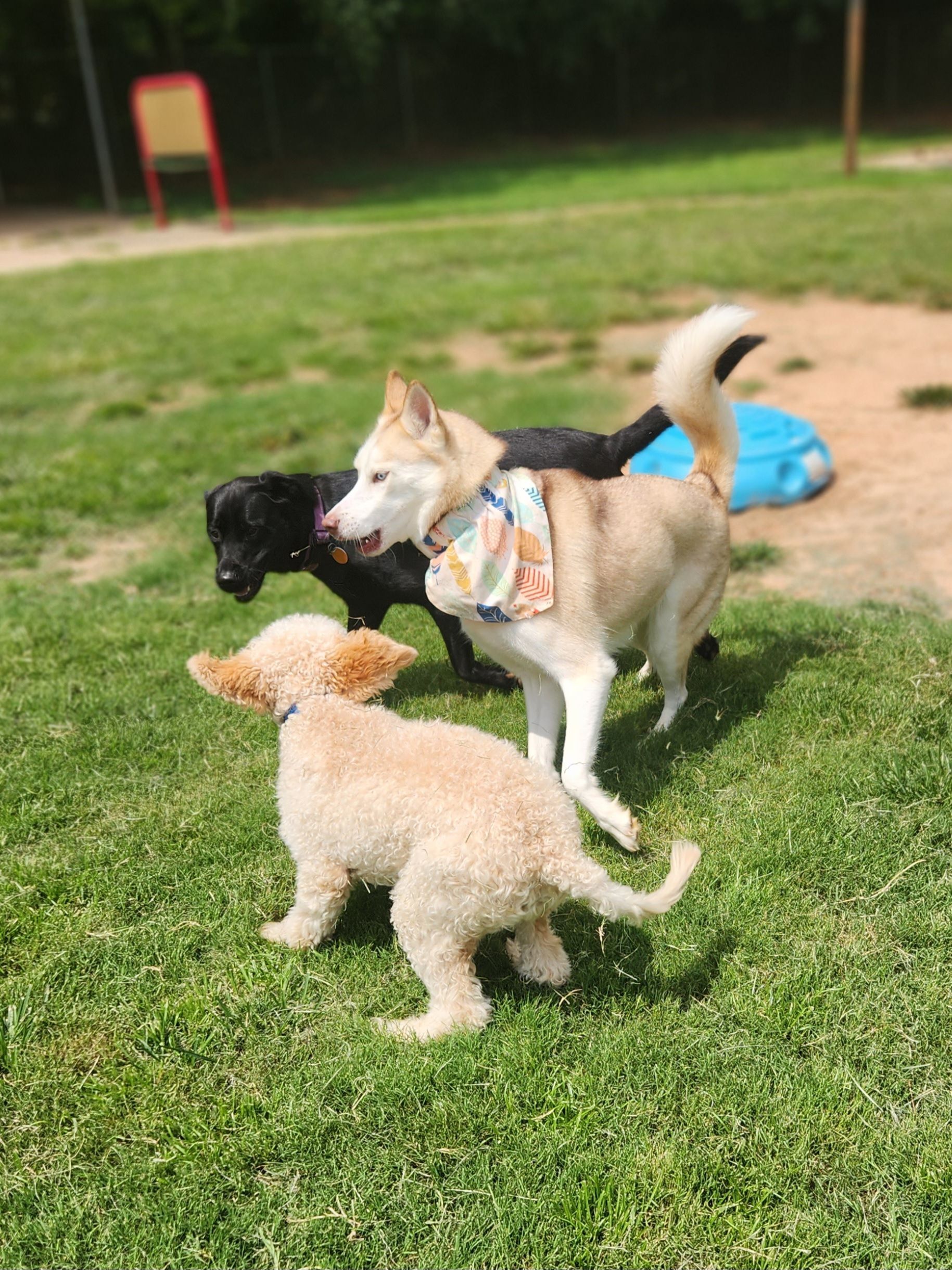 Three dogs playing on grass, including a tan puppy in the foreground and two larger dogs behind it