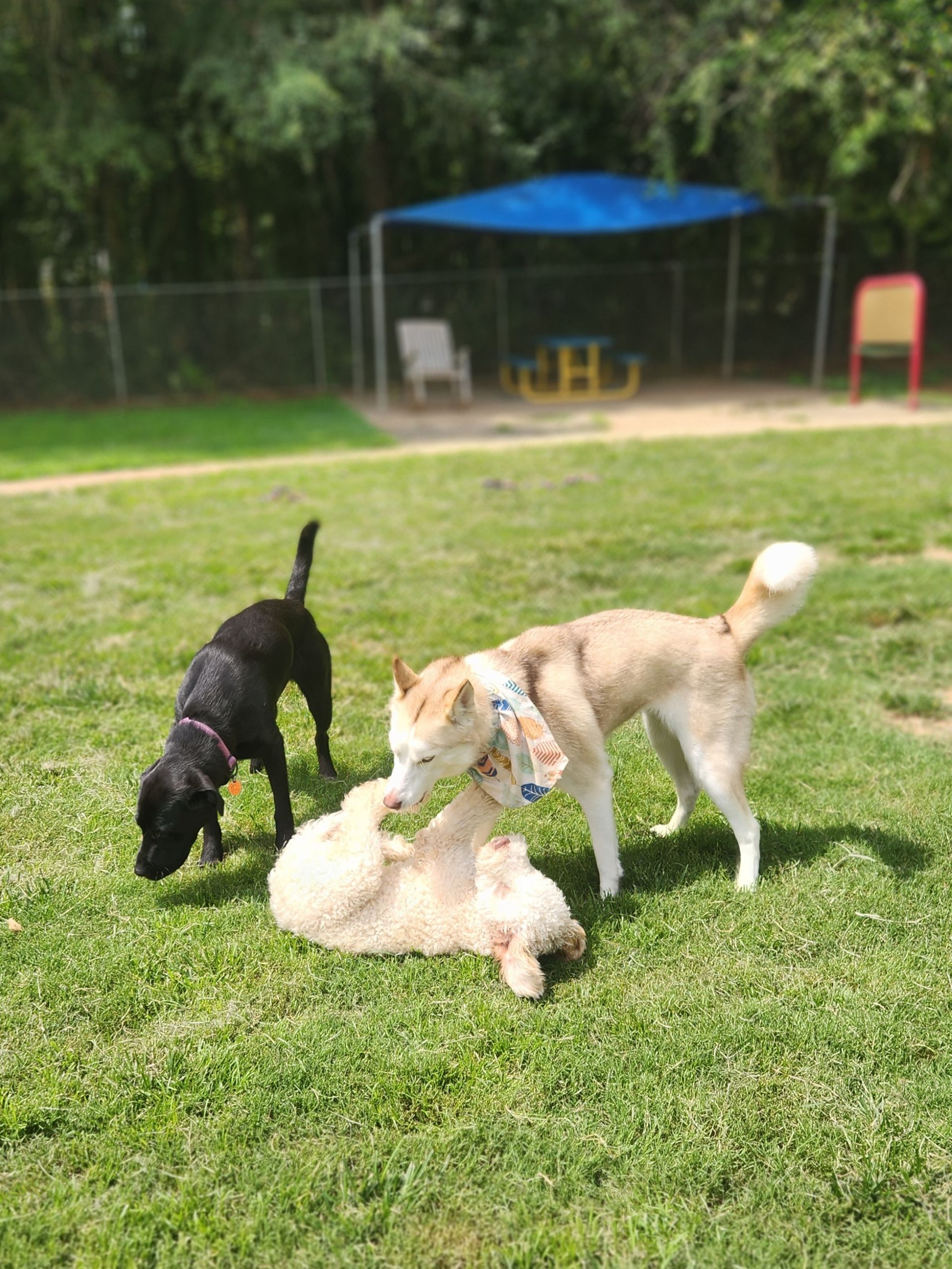 Three dogs playing on grass, one white dog lying down, with a blue canopy in the background