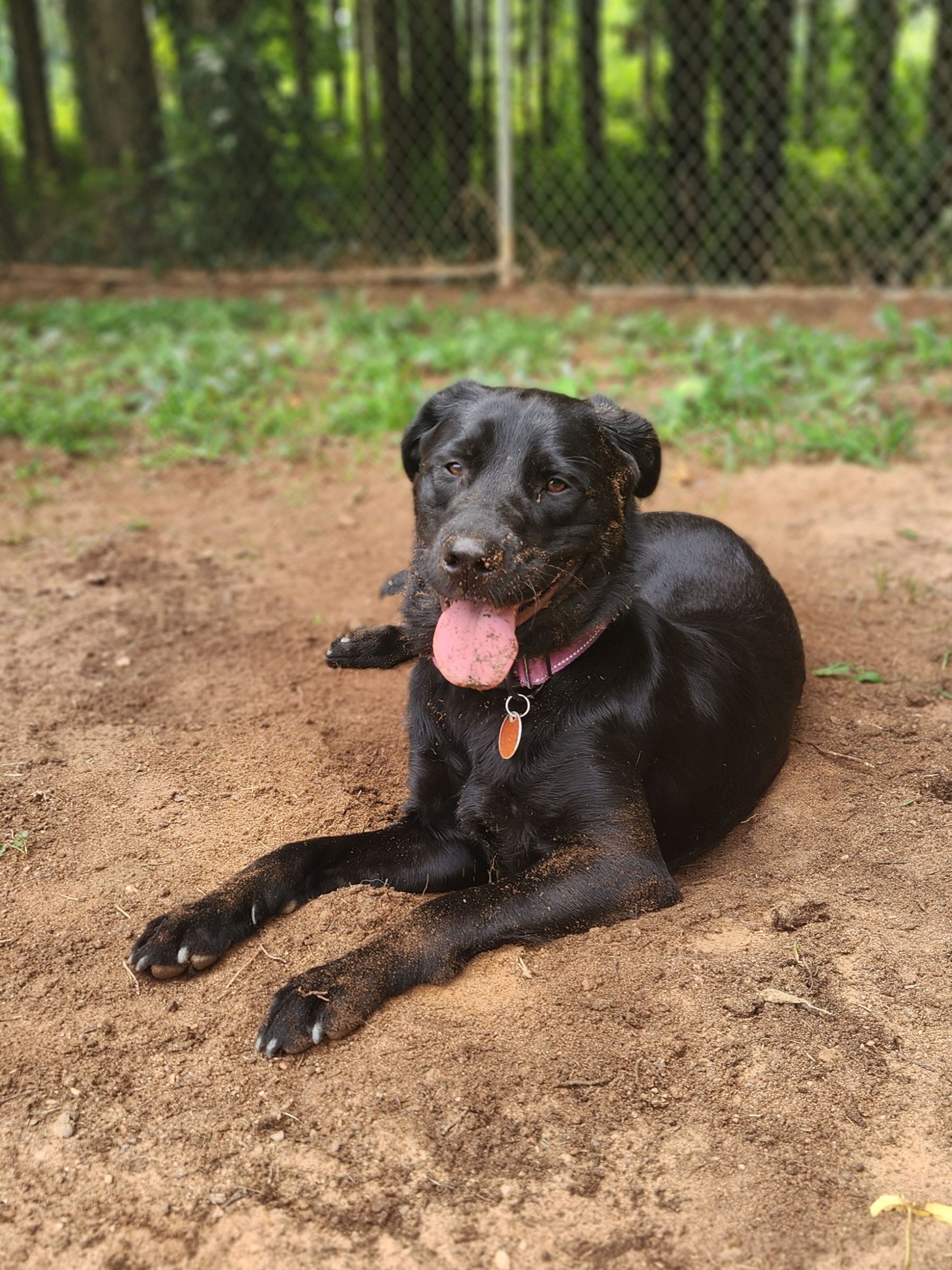 Black dog lying on dirt with tongue out, in a fenced outdoor area