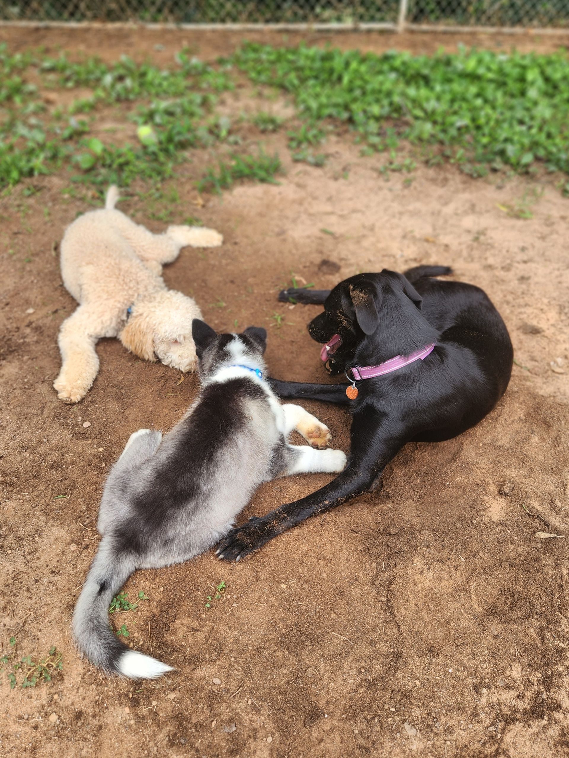 Three dogs lying and playing together on dirt, including a black dog, a cream dog, and a gray dog