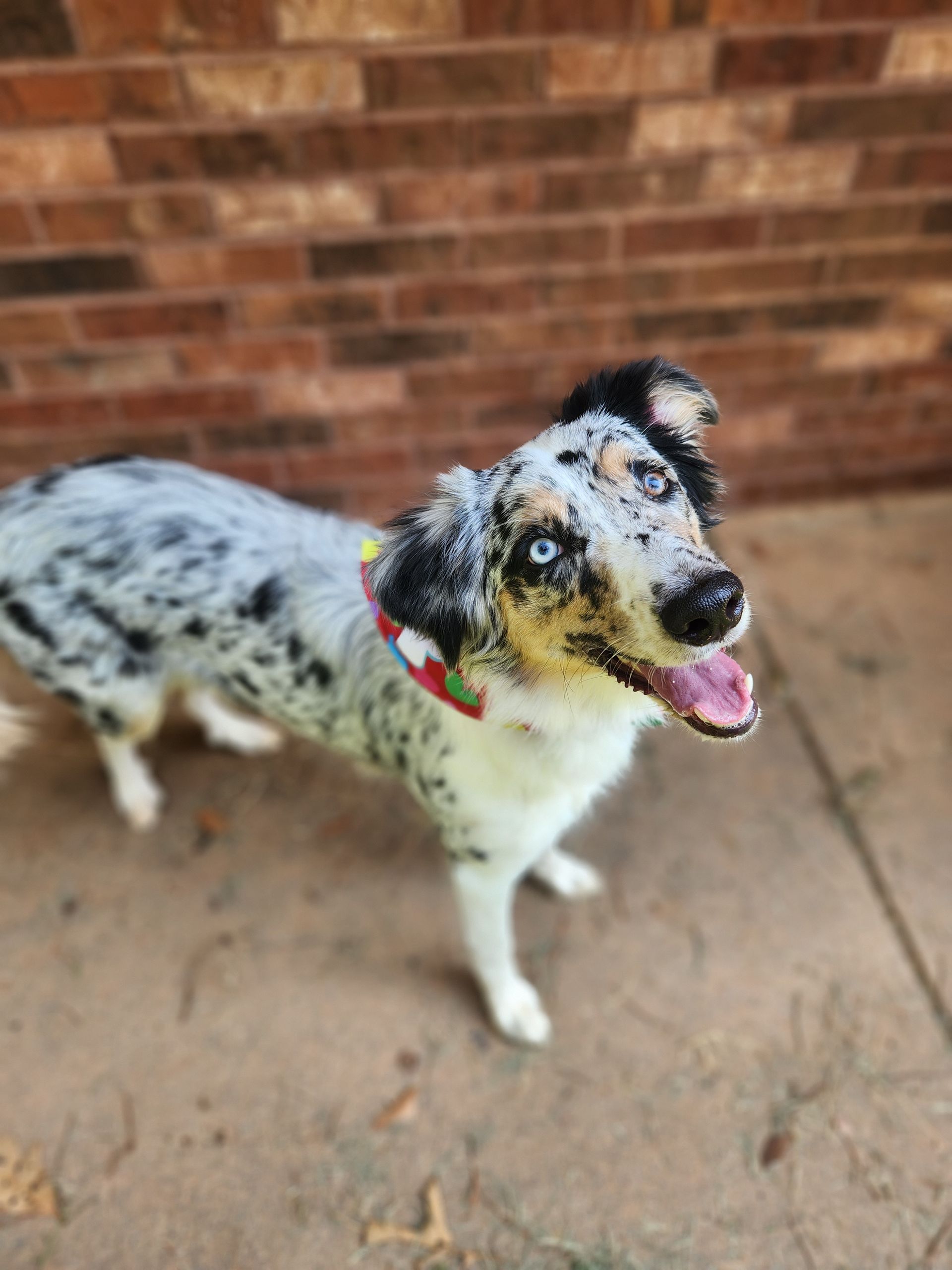 Merle dog with red collar standing on a patio in front of a brick wall, tongue out