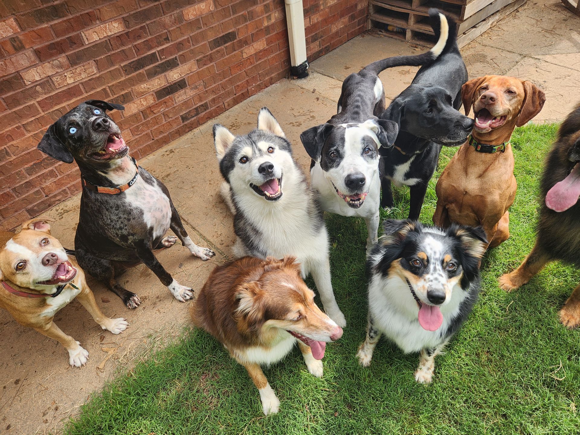 Seven dogs sitting on grass by a brick patio, looking up with happy, panting faces